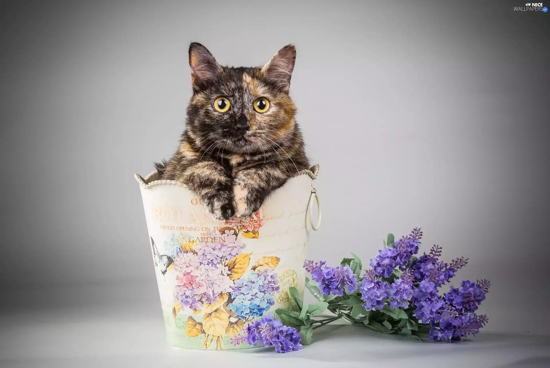 Flowers, cat, container