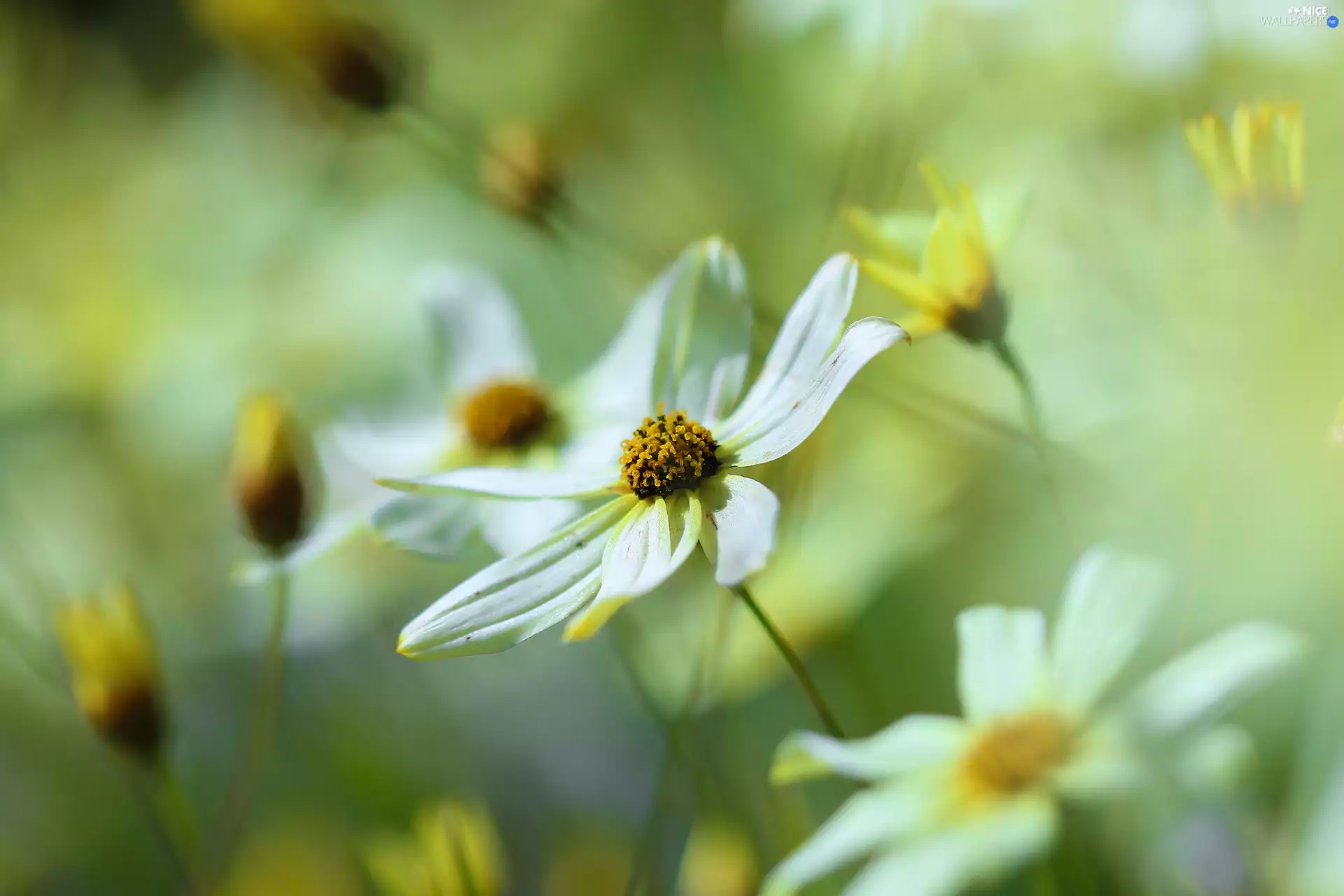 Colourfull Flowers, Coreopsis Verticillata, Yellow