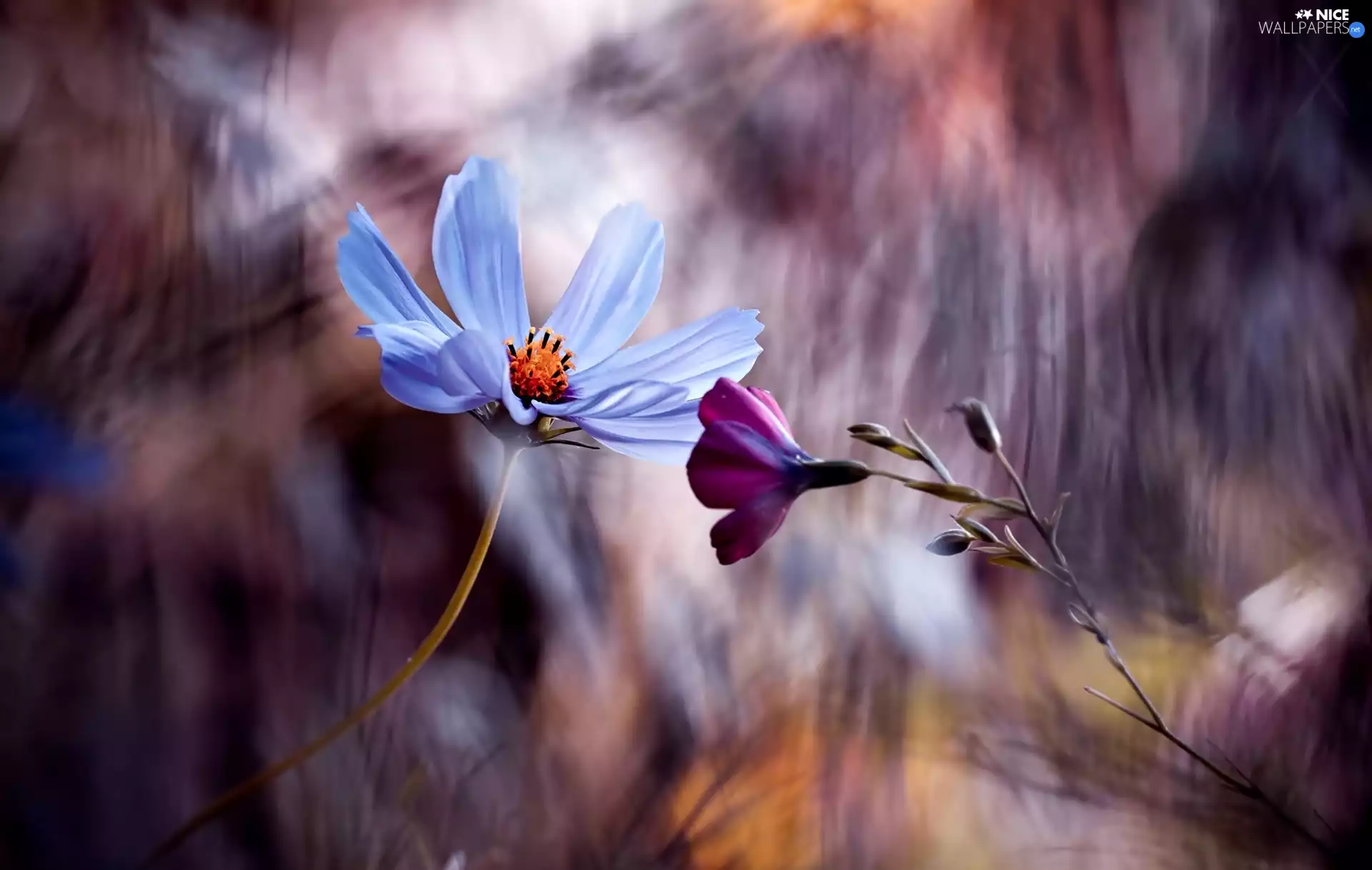 Close, Flowers, Cosmos, Two cars