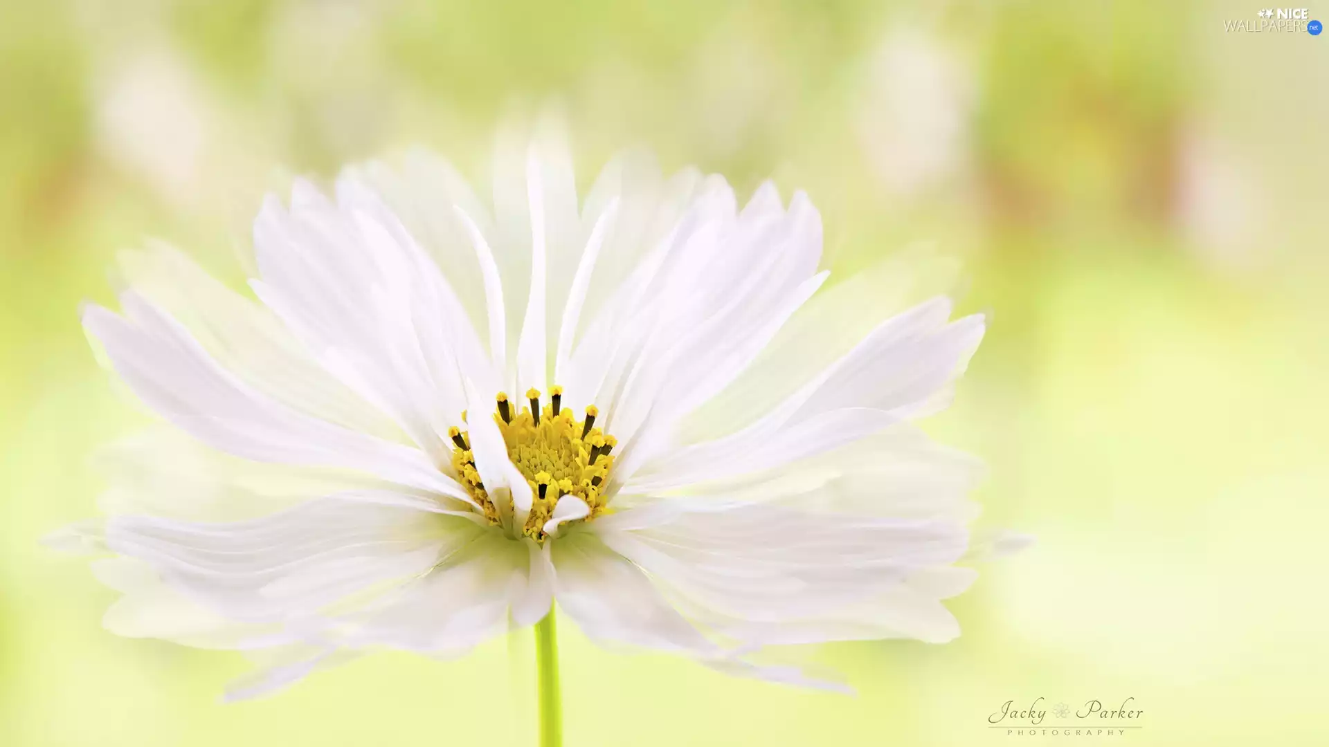 Colourfull Flowers, Cosmos, Close, White