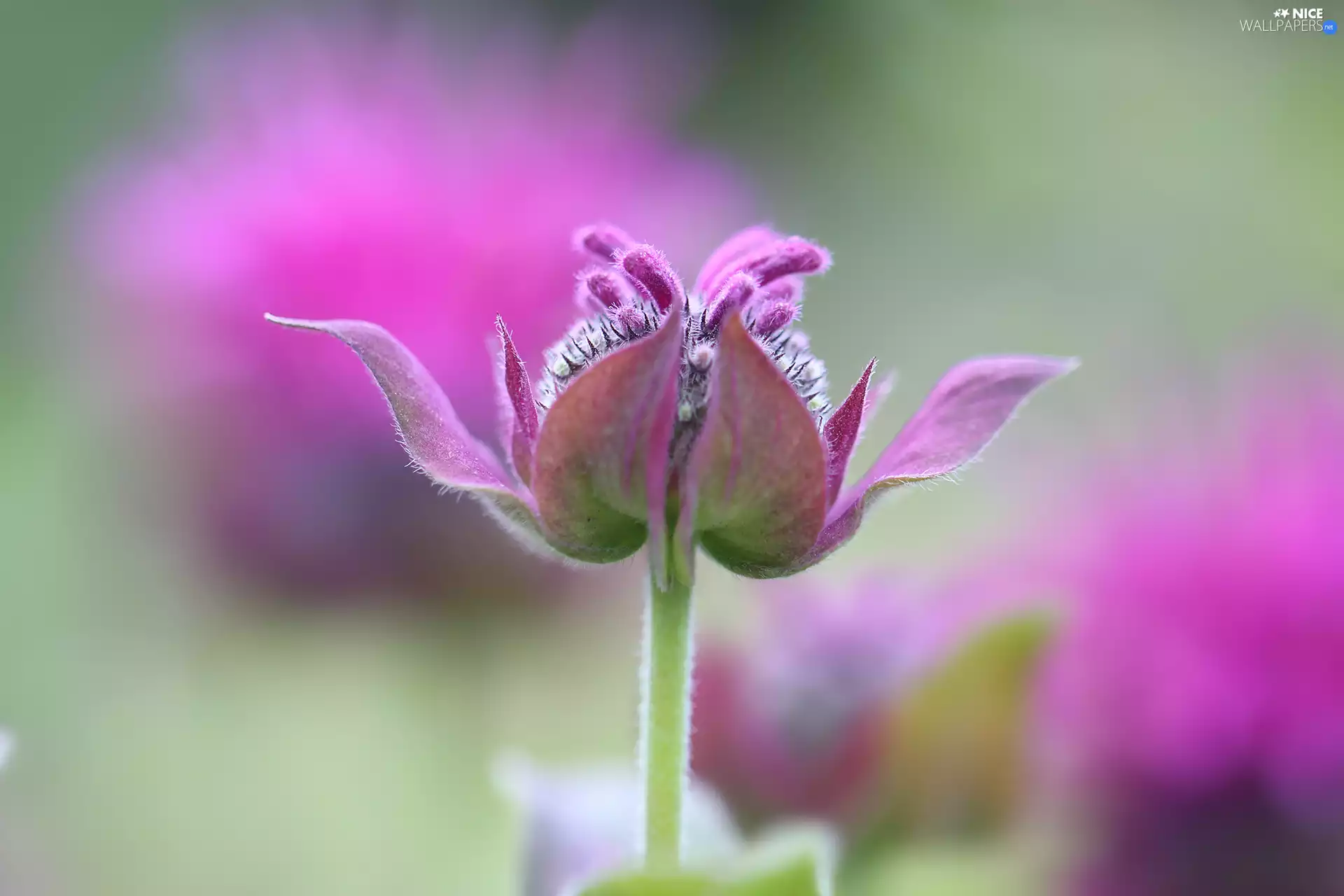 Colourfull Flowers, Crimson Beebalm, Pink