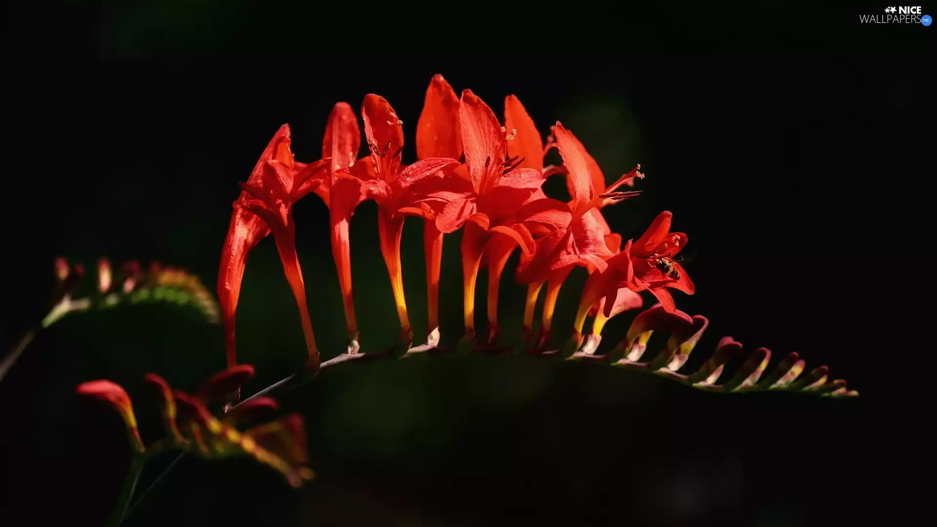 Crocosmia, Red, Colourfull Flowers