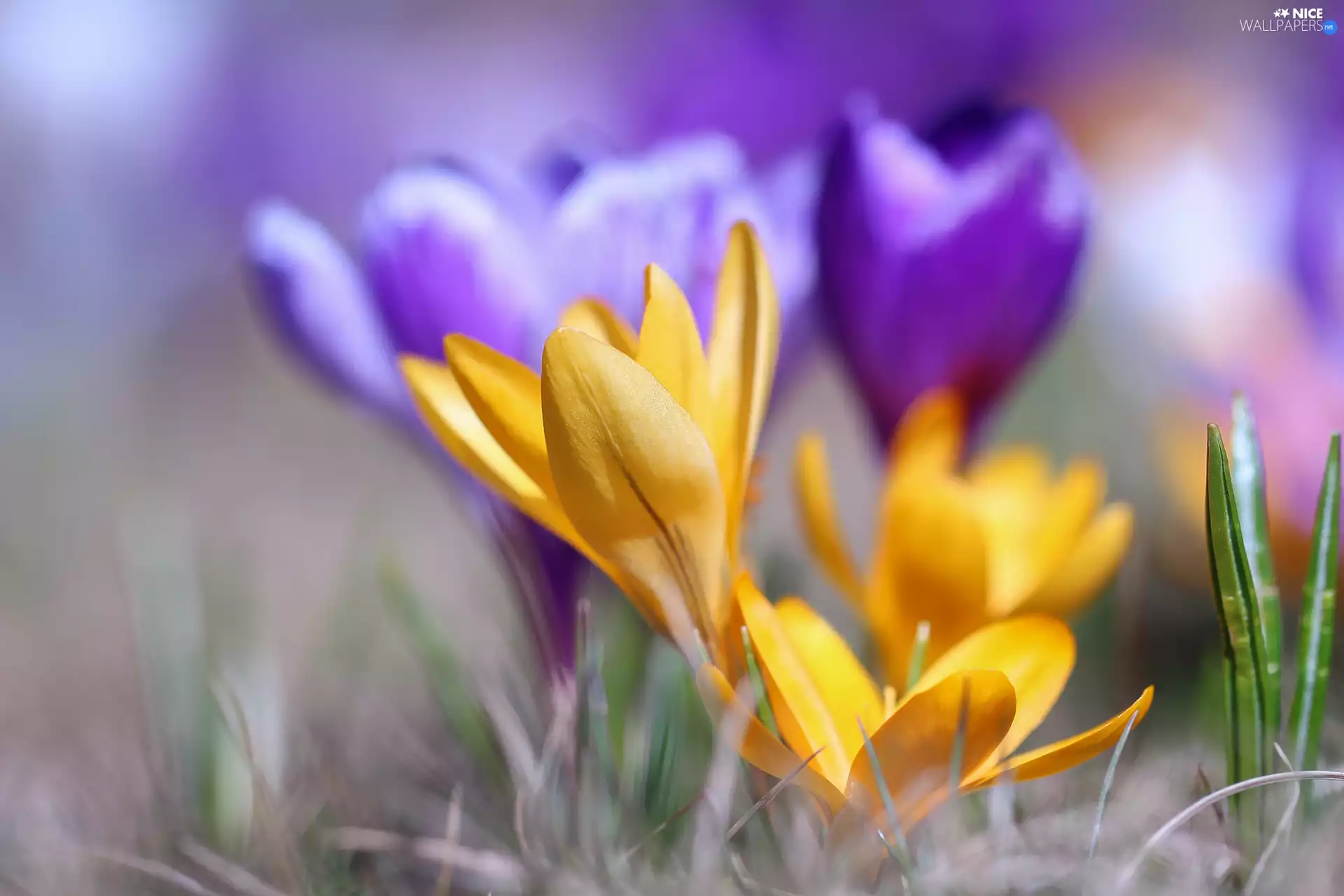 Flowers, Yellow, crocus