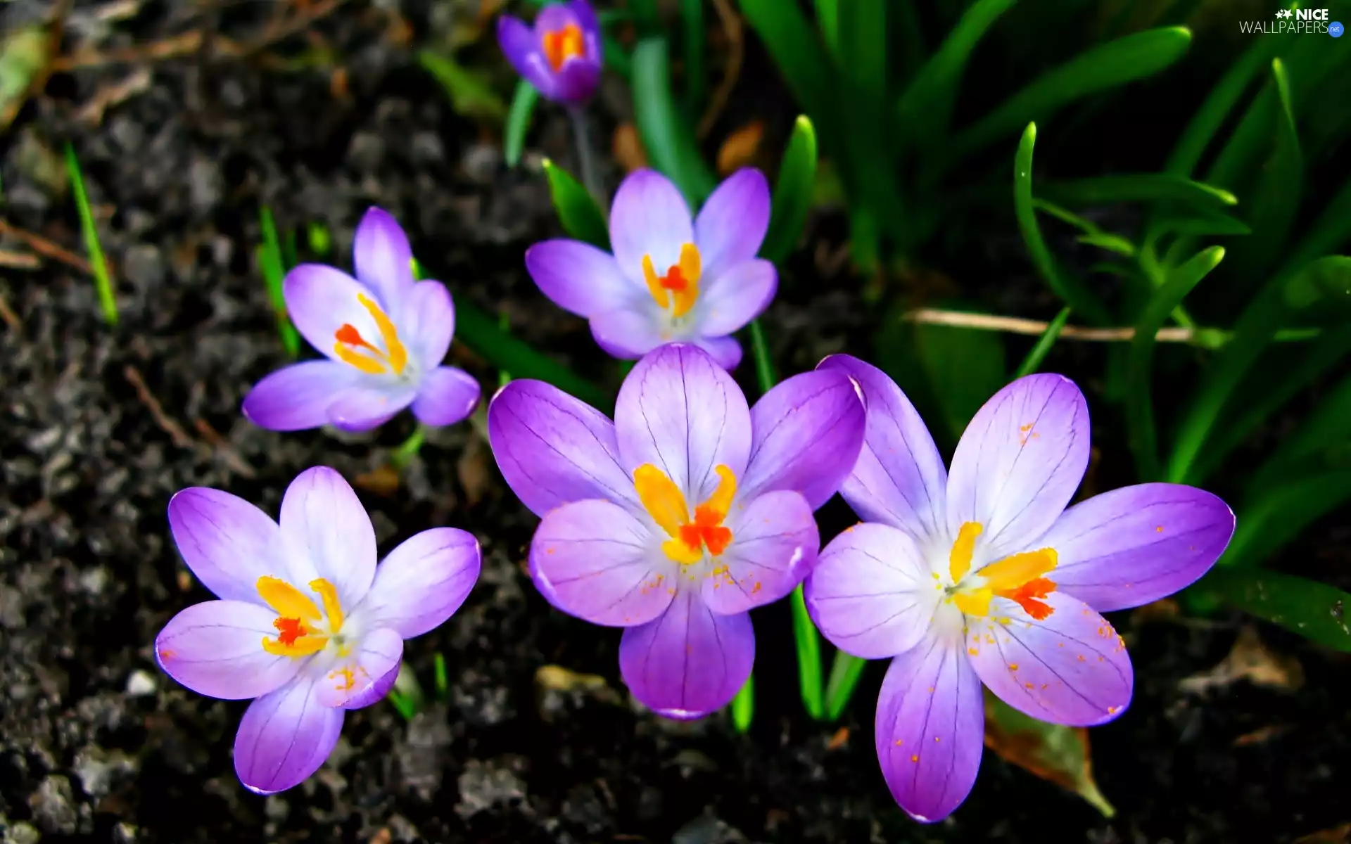 Flowers, crocuses
