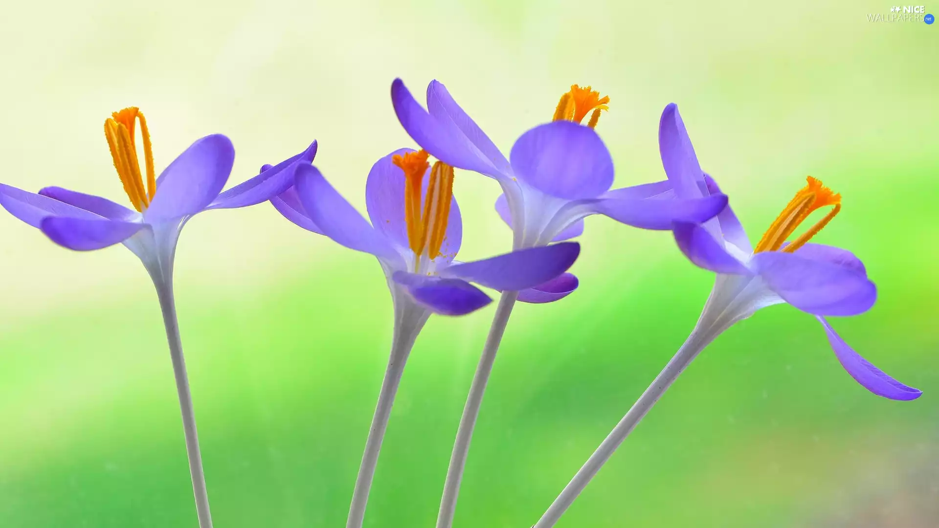 Flowers, crocuses