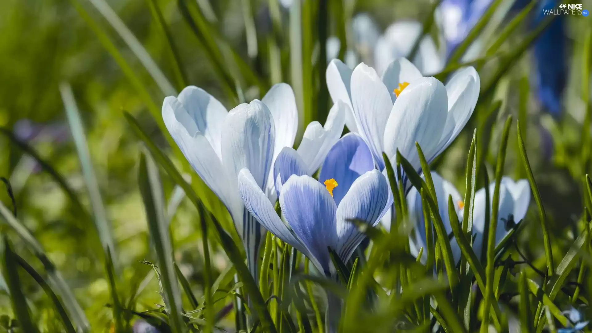 crocuses, Light blue, Flowers