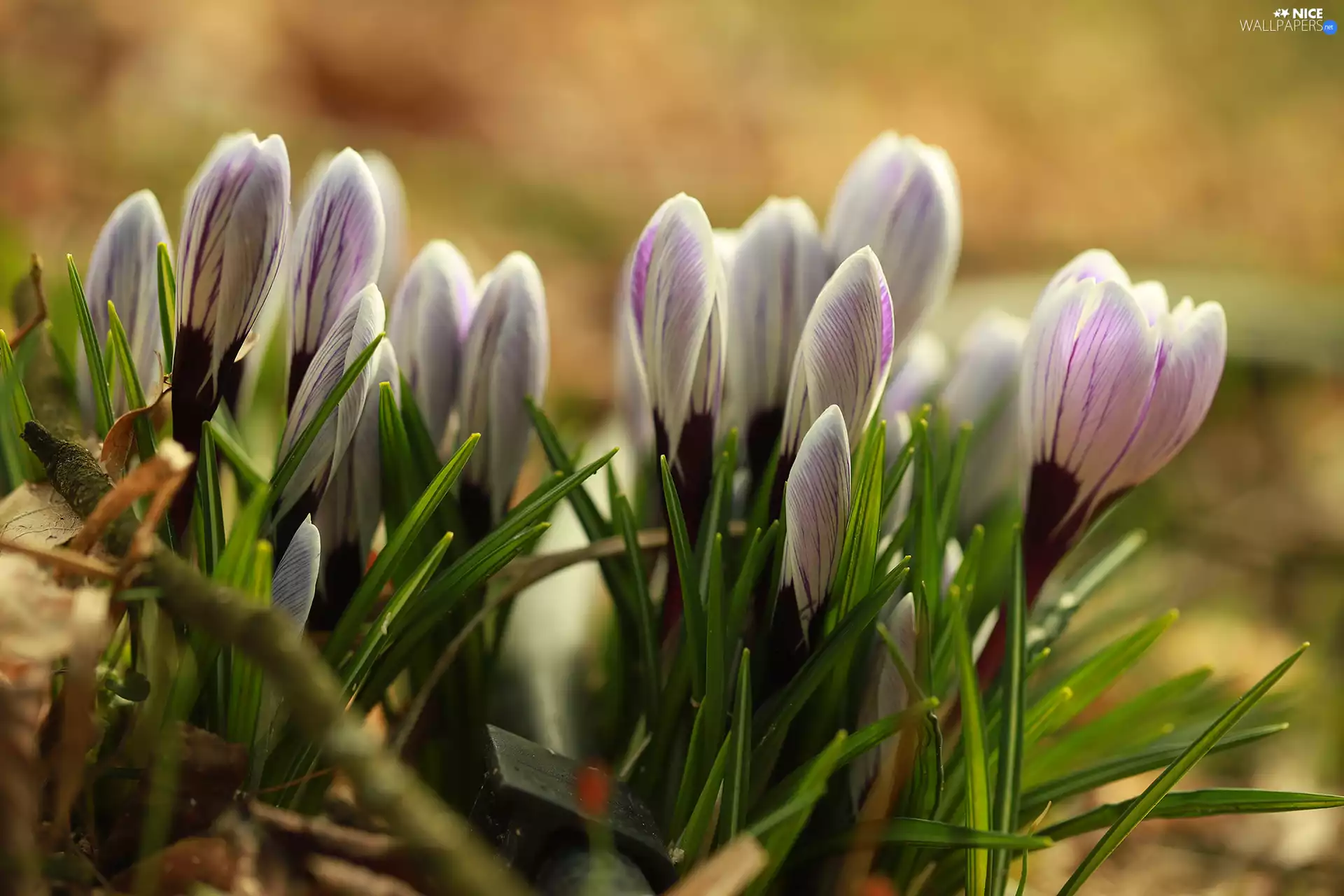 Flowers, Buds, crocuses