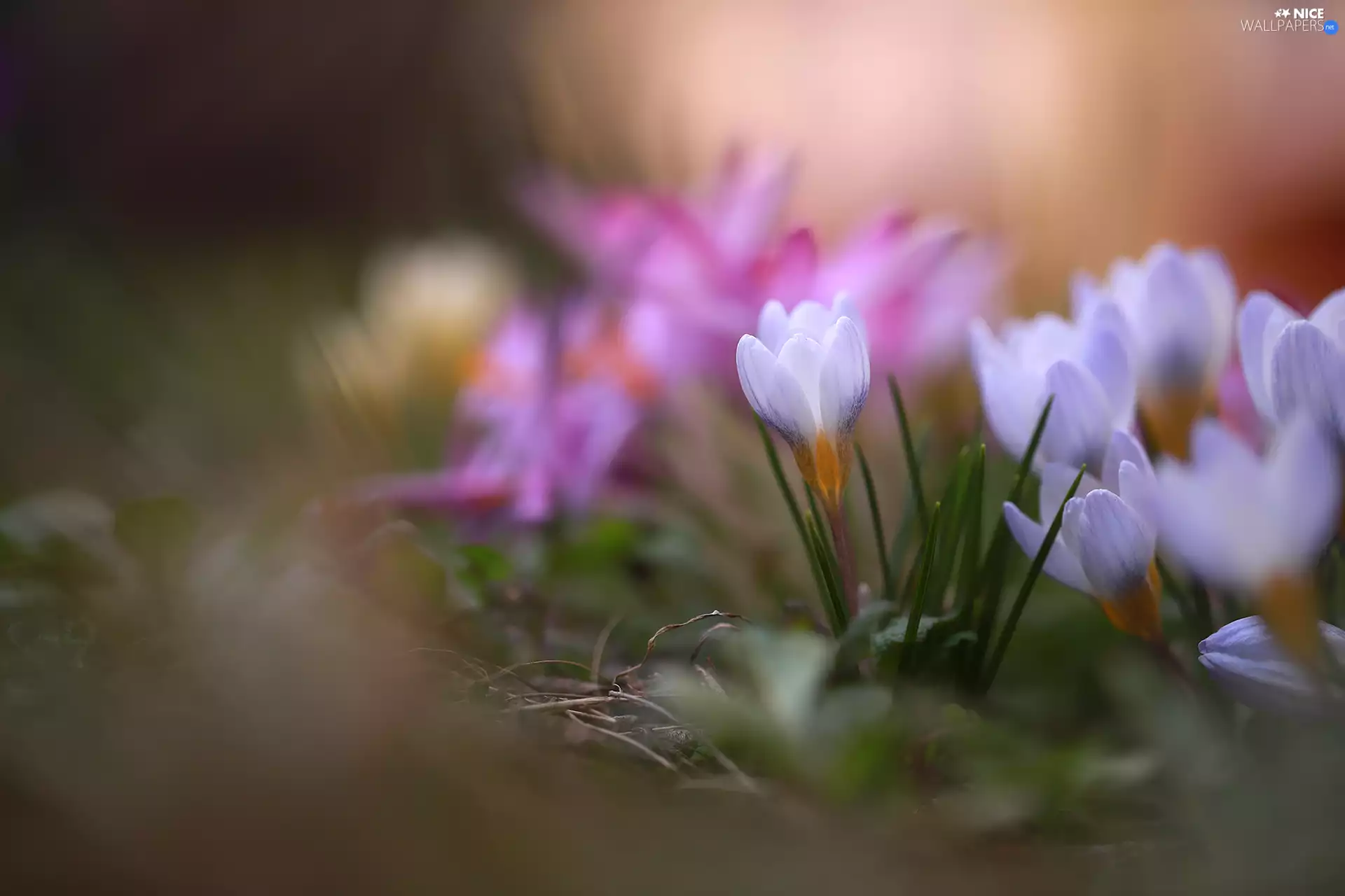 Flowers, color, crocuses