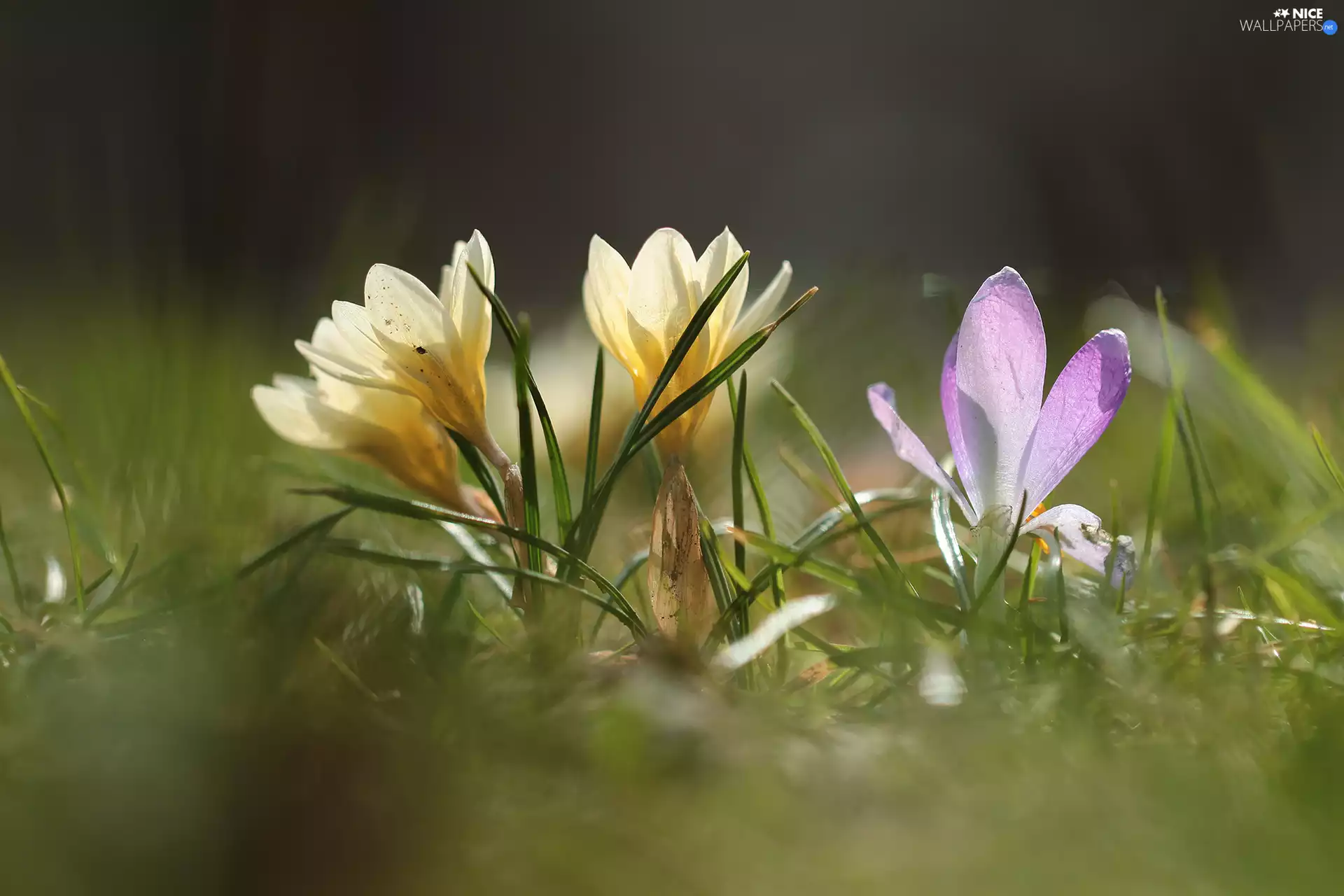 Flowers, illuminated, crocuses
