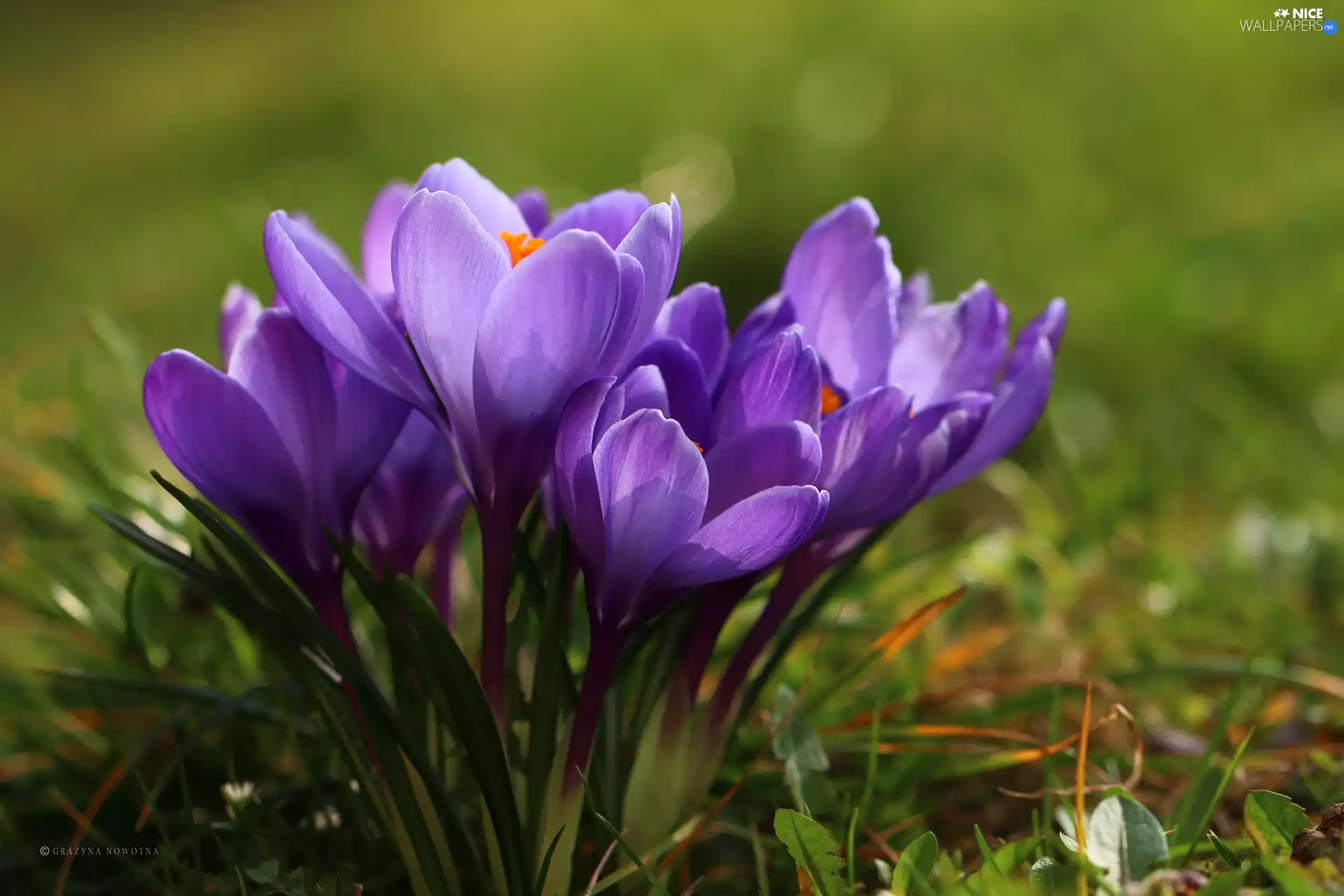 Flowers, purple, crocuses