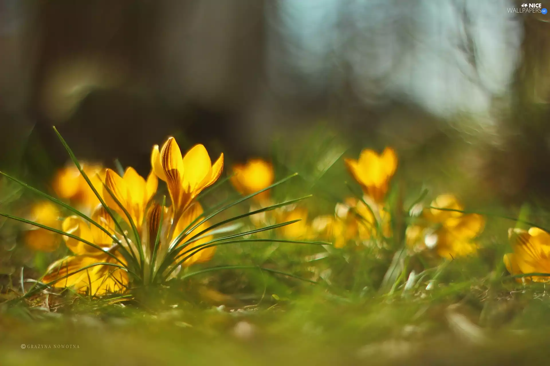 Flowers, Yellow, crocuses