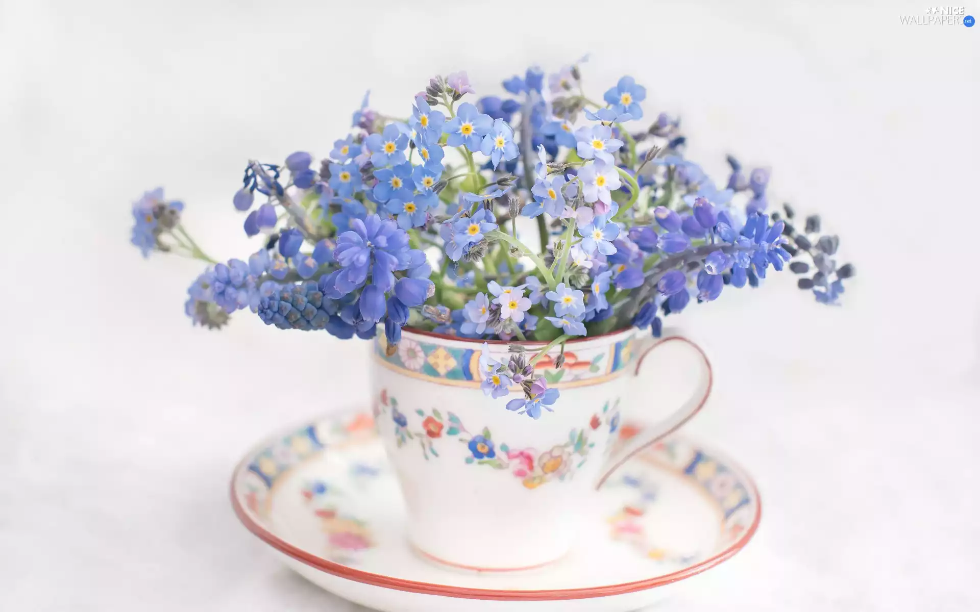 cup, Forget, Muscari, Flowers