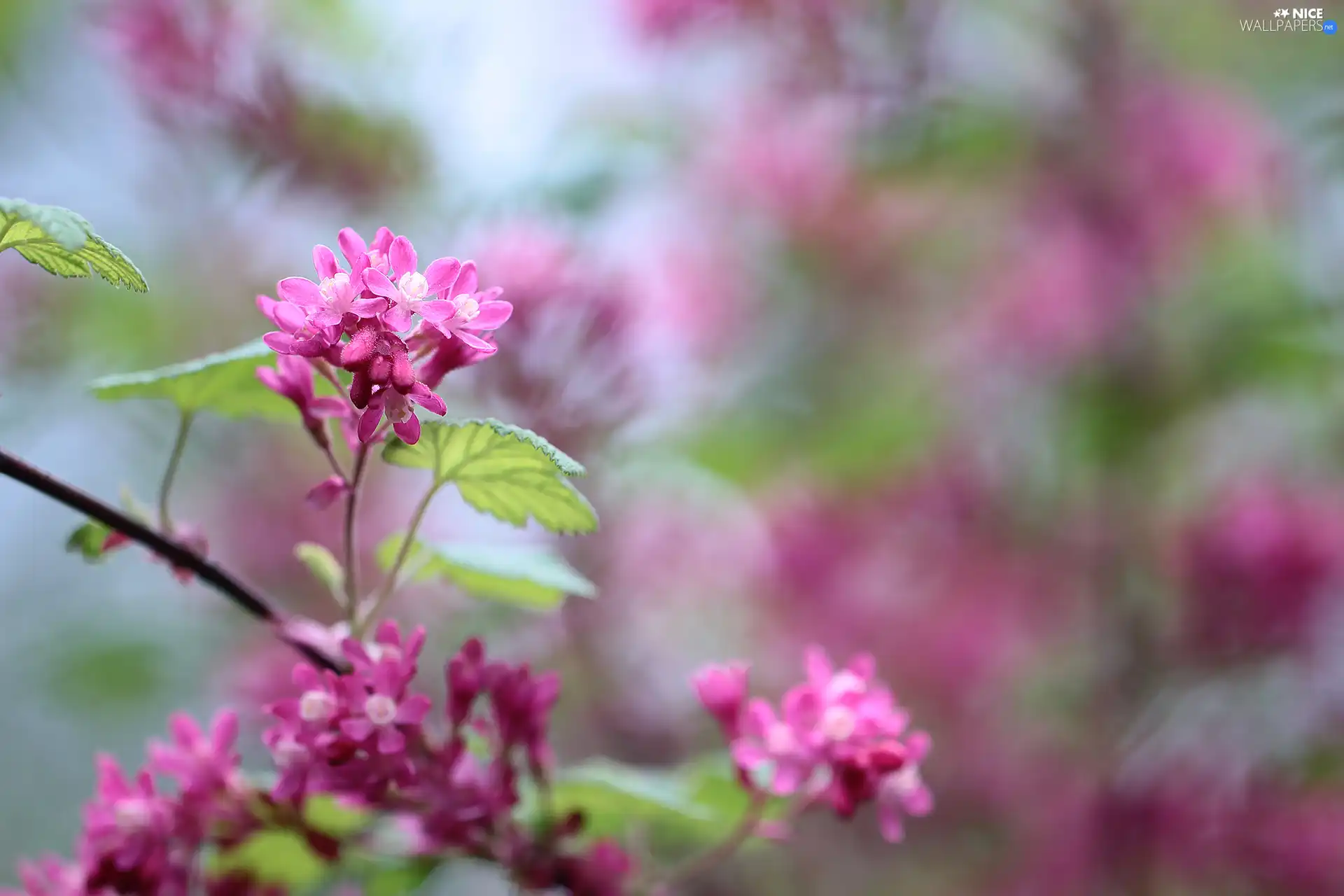 Bloody Currant, Pink, Flowers, Bush