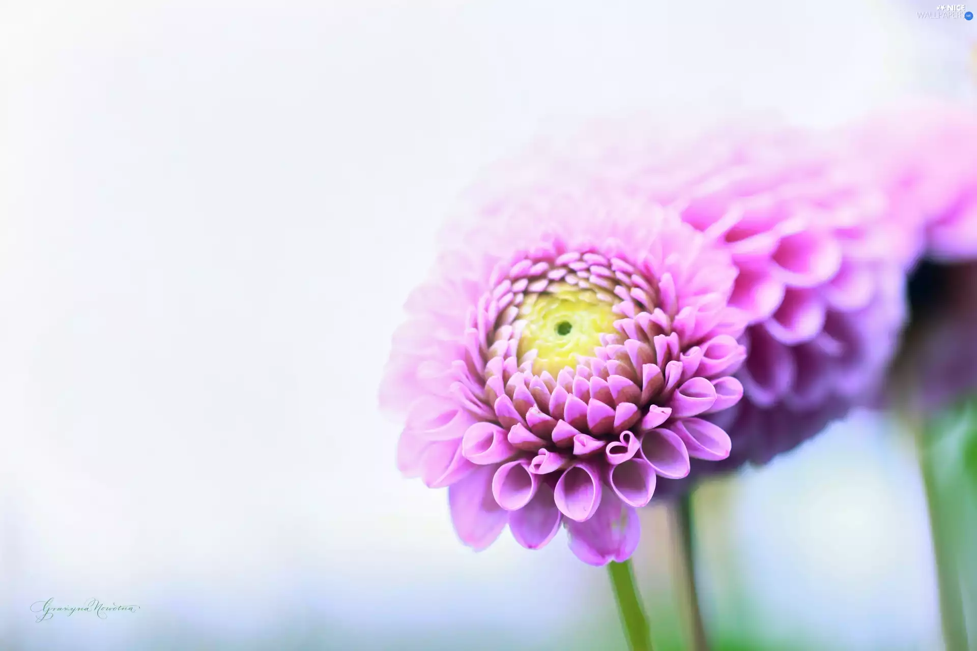 Flowers, purple, dahlias