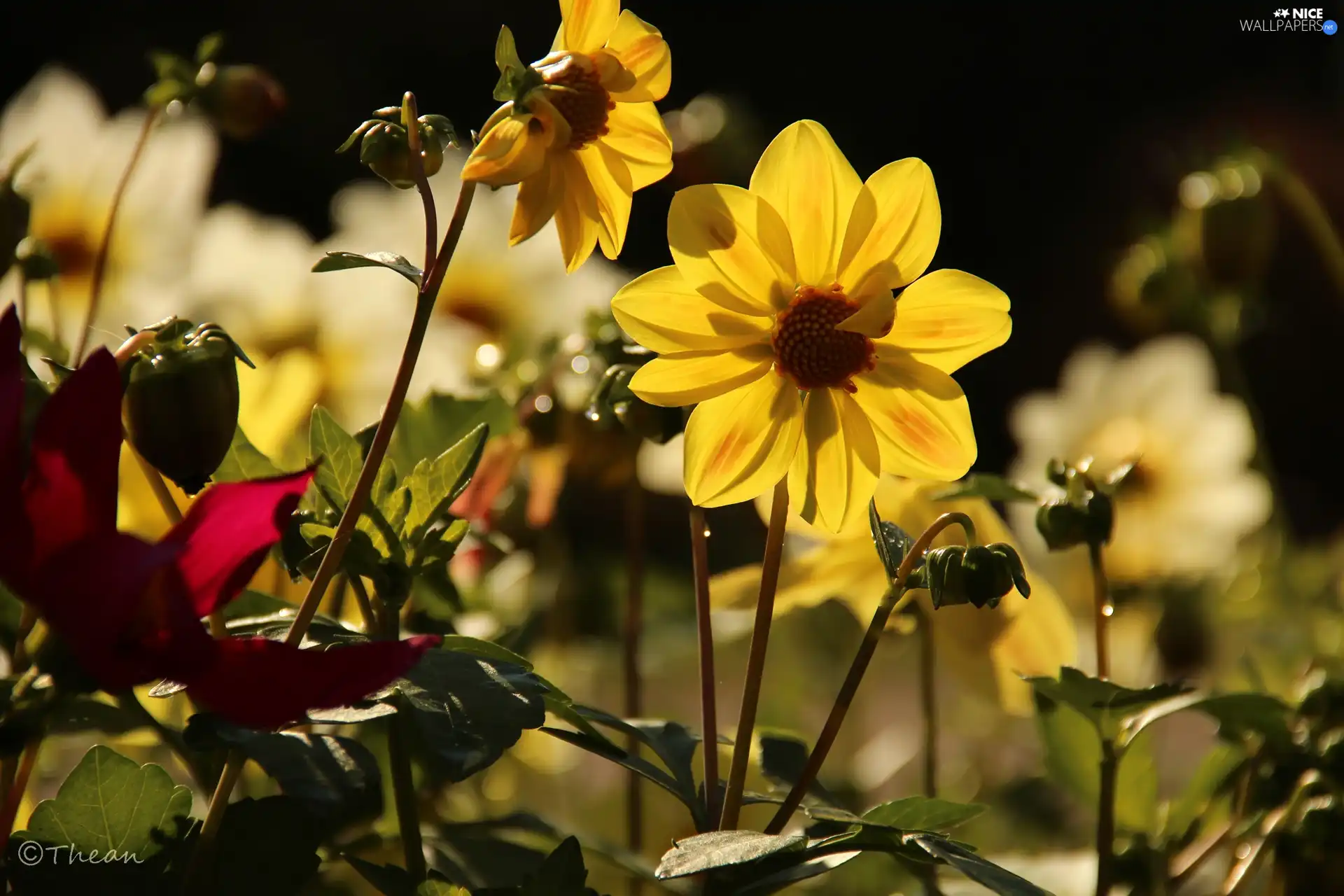 Flowers, Yellow, dahlias