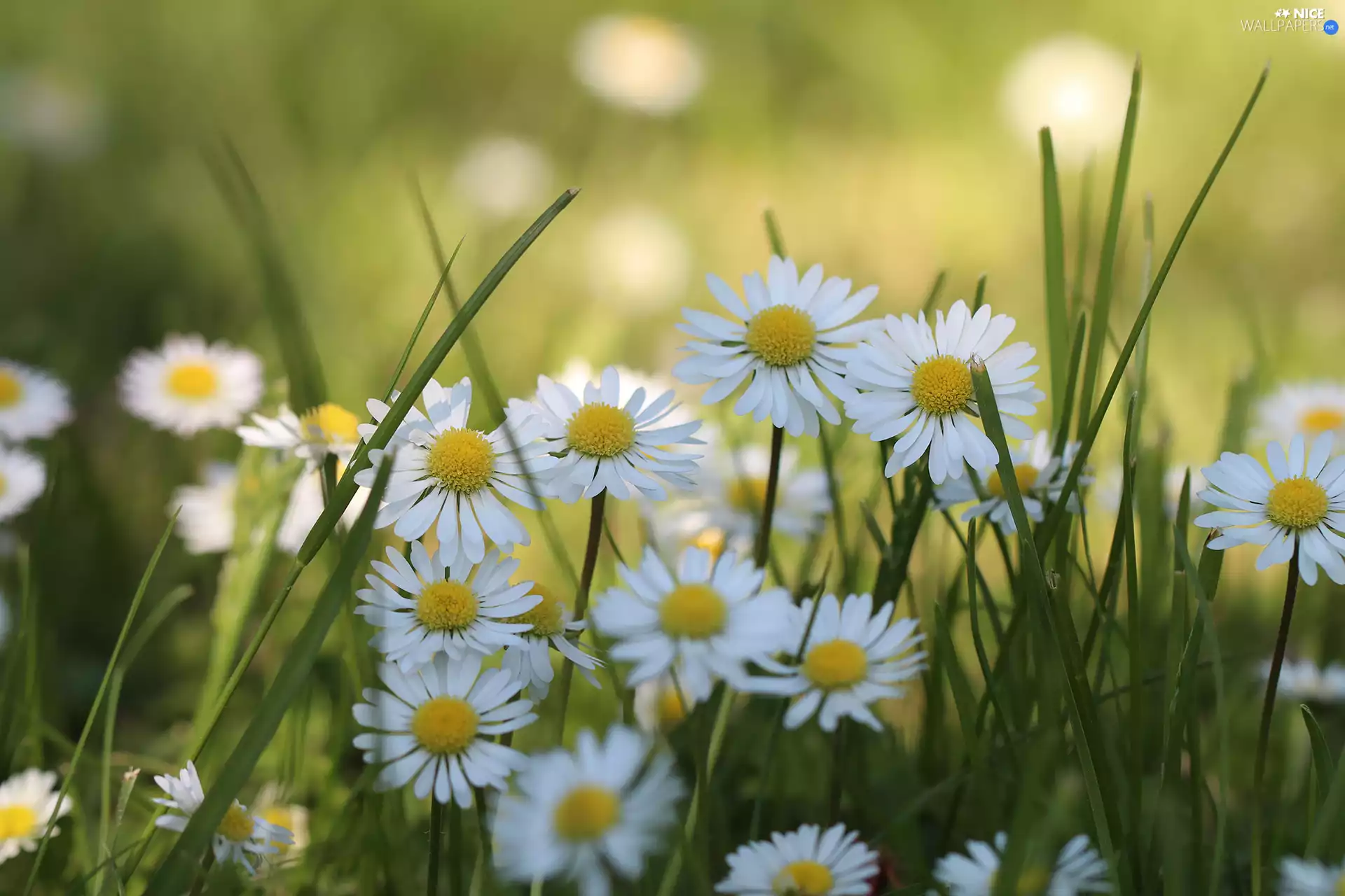 Flowers, White, daisies