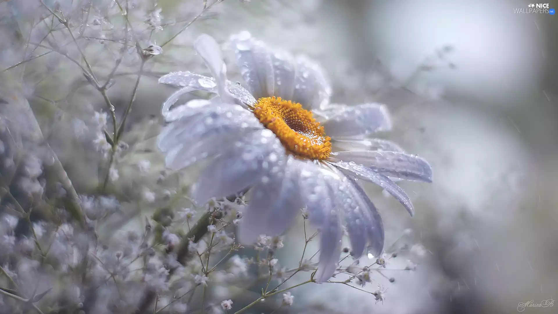 Colourfull Flowers, Daisy, Gipsówka, White
