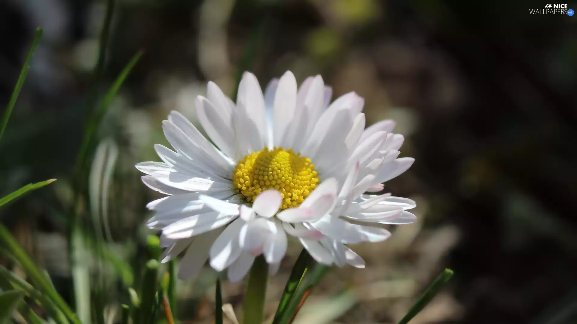 Colourfull Flowers, daisy, rapprochement, White