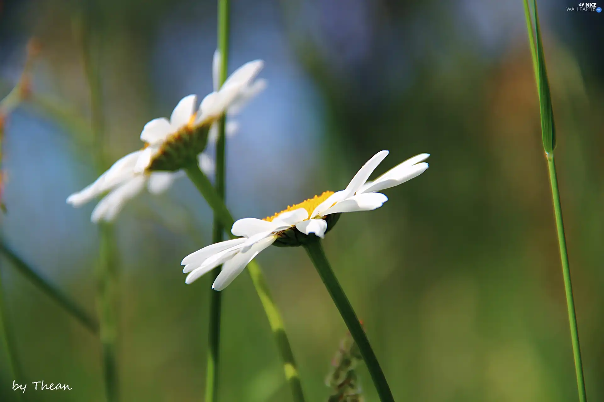 daisy, Flowers