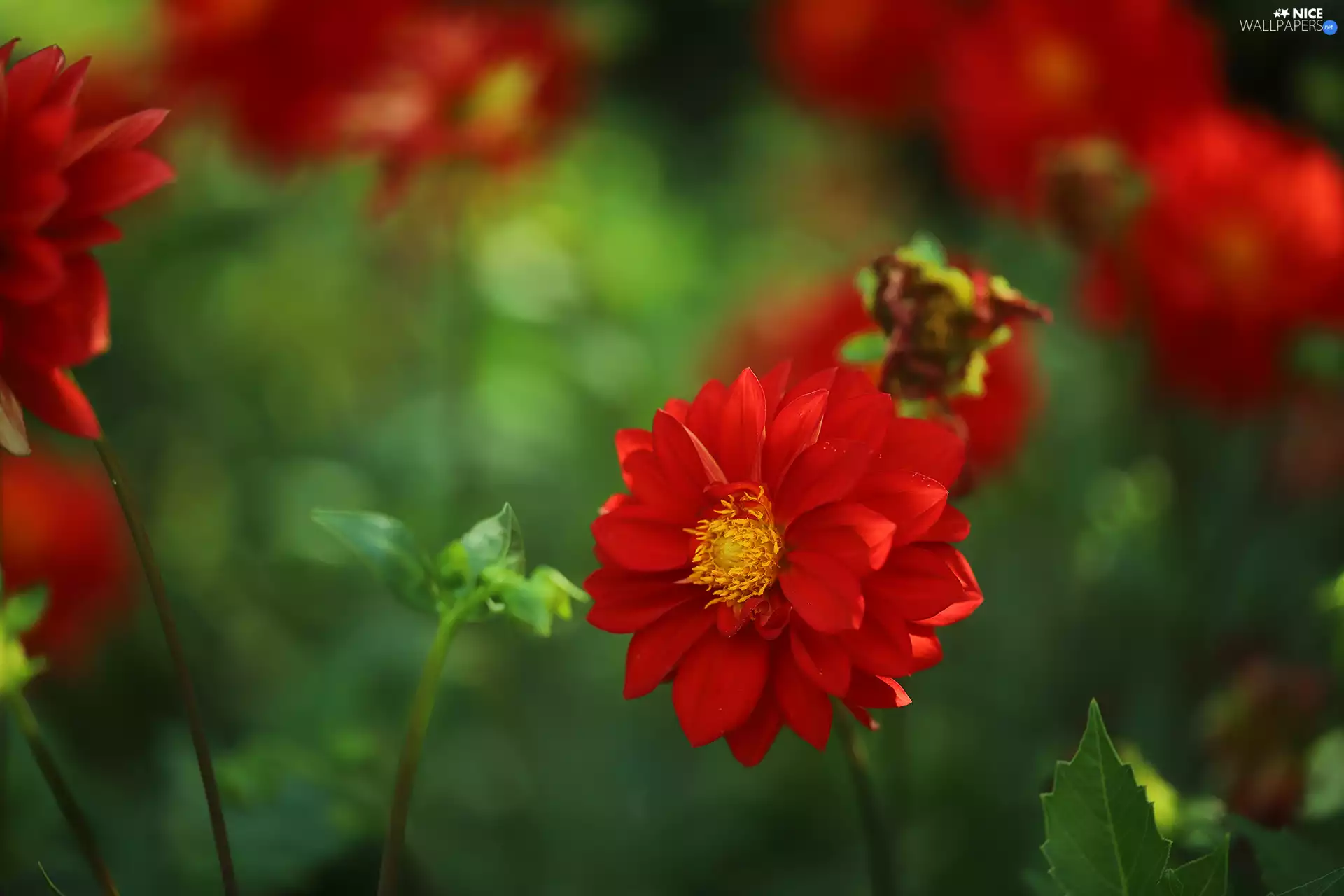 red hot, Colourfull Flowers, rapprochement, Dalia