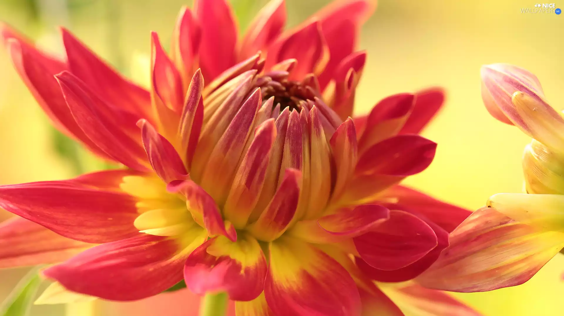 Colourfull Flowers, Dalia, Red-Yellow