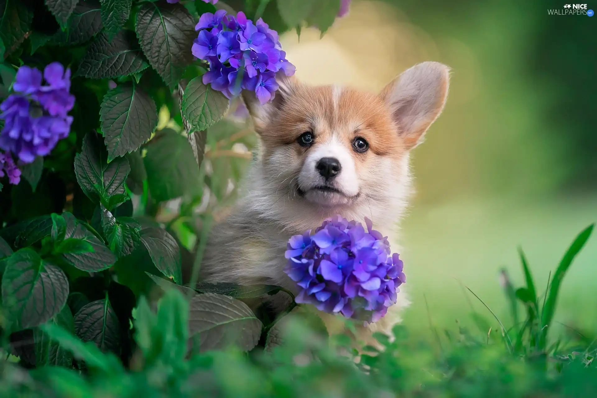 Welsh corgi pembroke, Flowers, hydrangea, dog