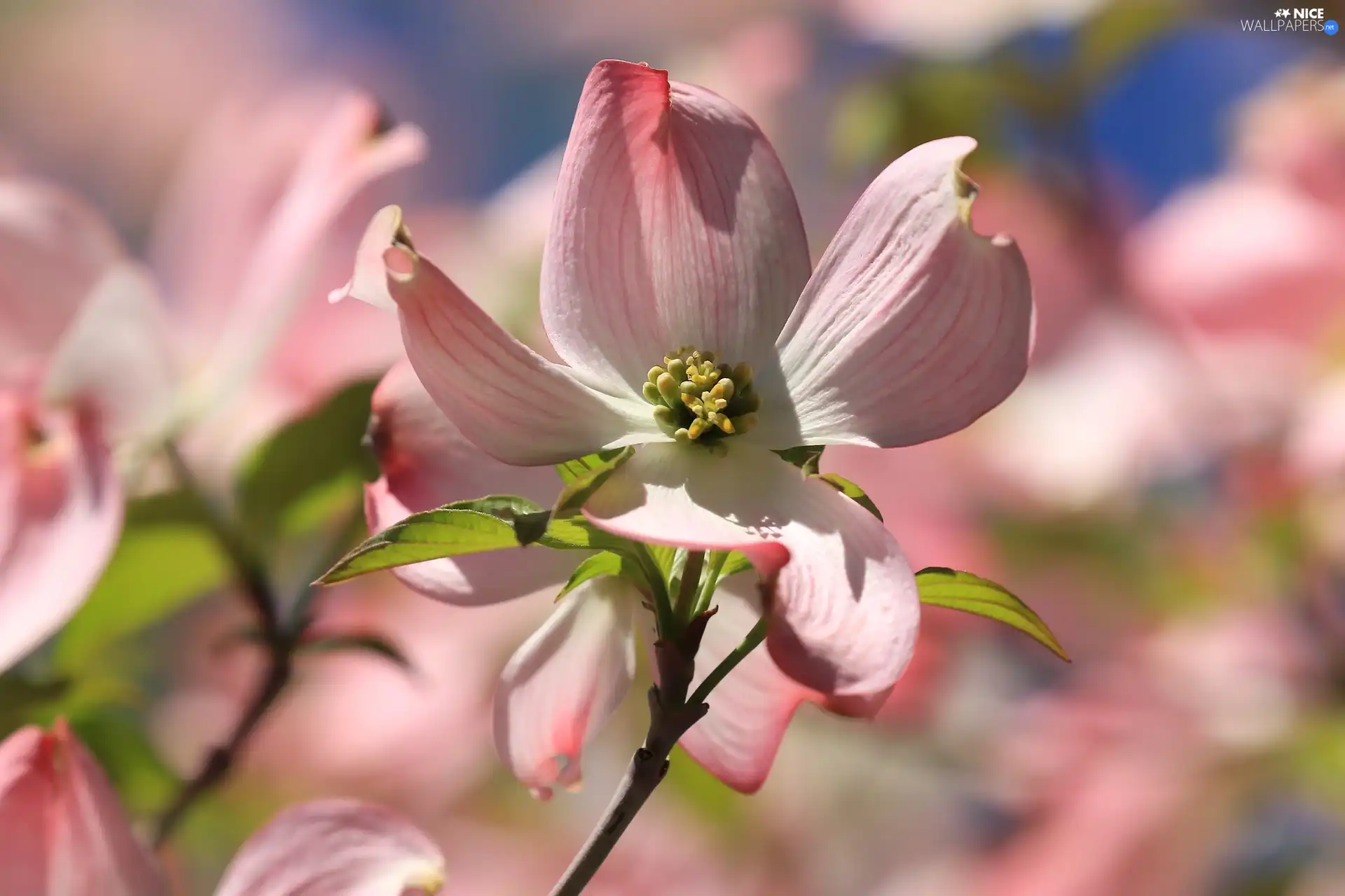 Colourfull Flowers, dog-wood, Pink