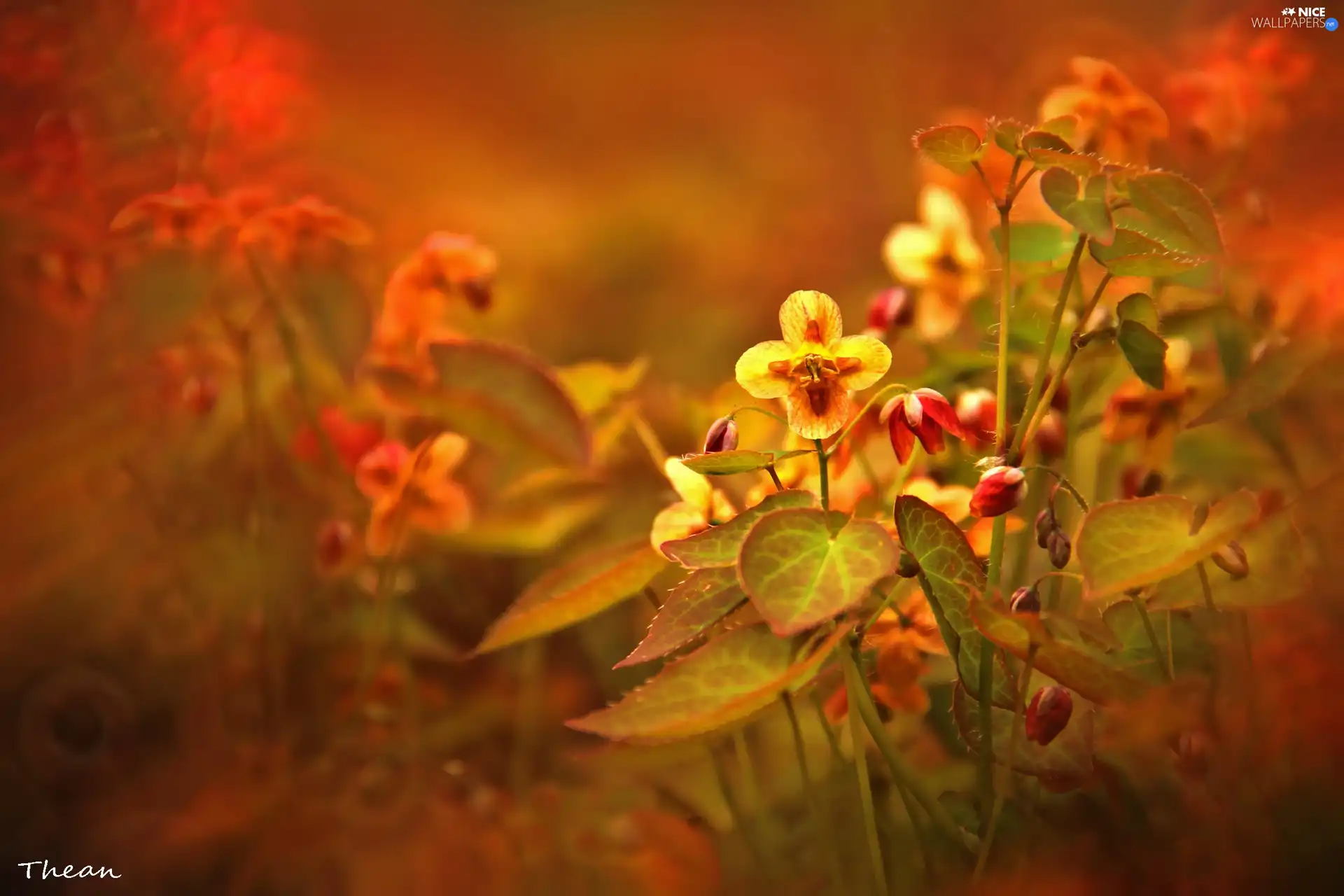 little doggies, Red, Flowers, Yellow