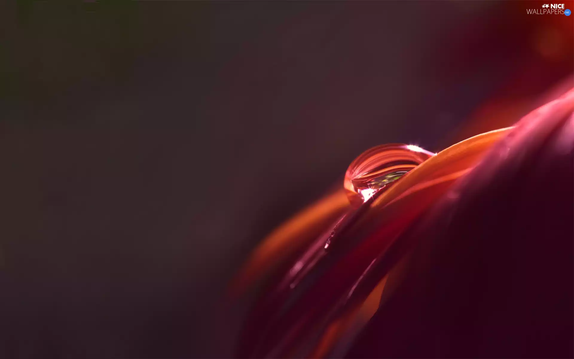 Colourfull Flowers, drop, water, flakes
