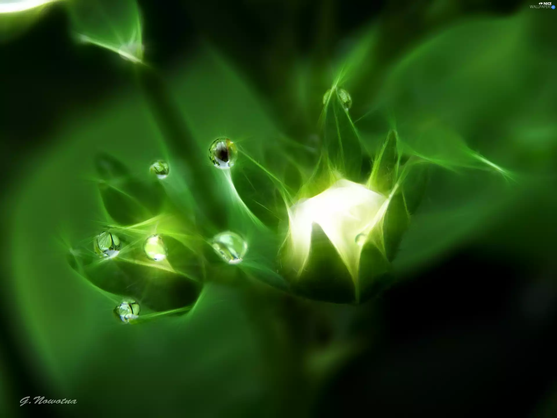 Colourfull Flowers, droplets, rain, strawberries