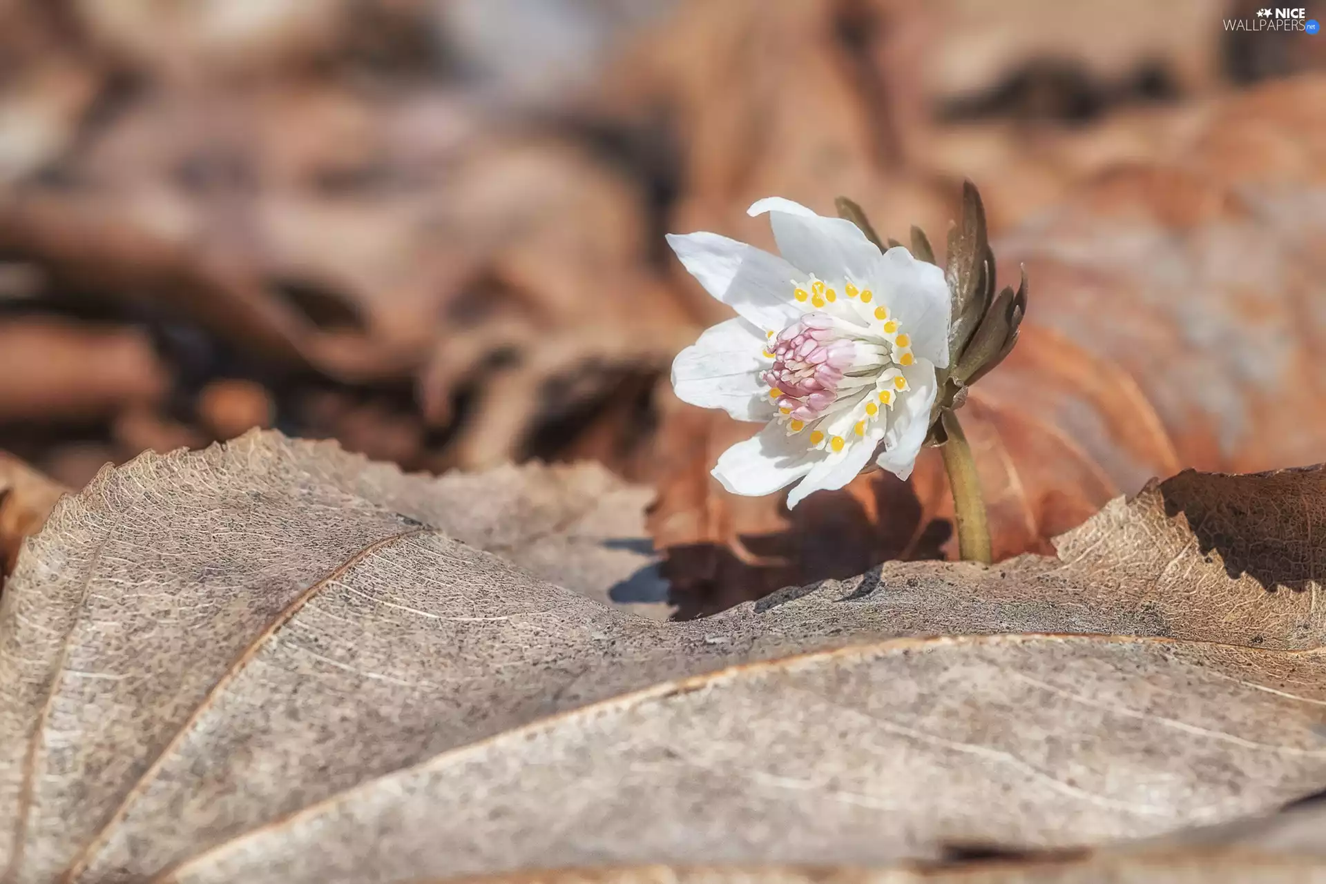 Colourfull Flowers, dry, Leaf, anemone