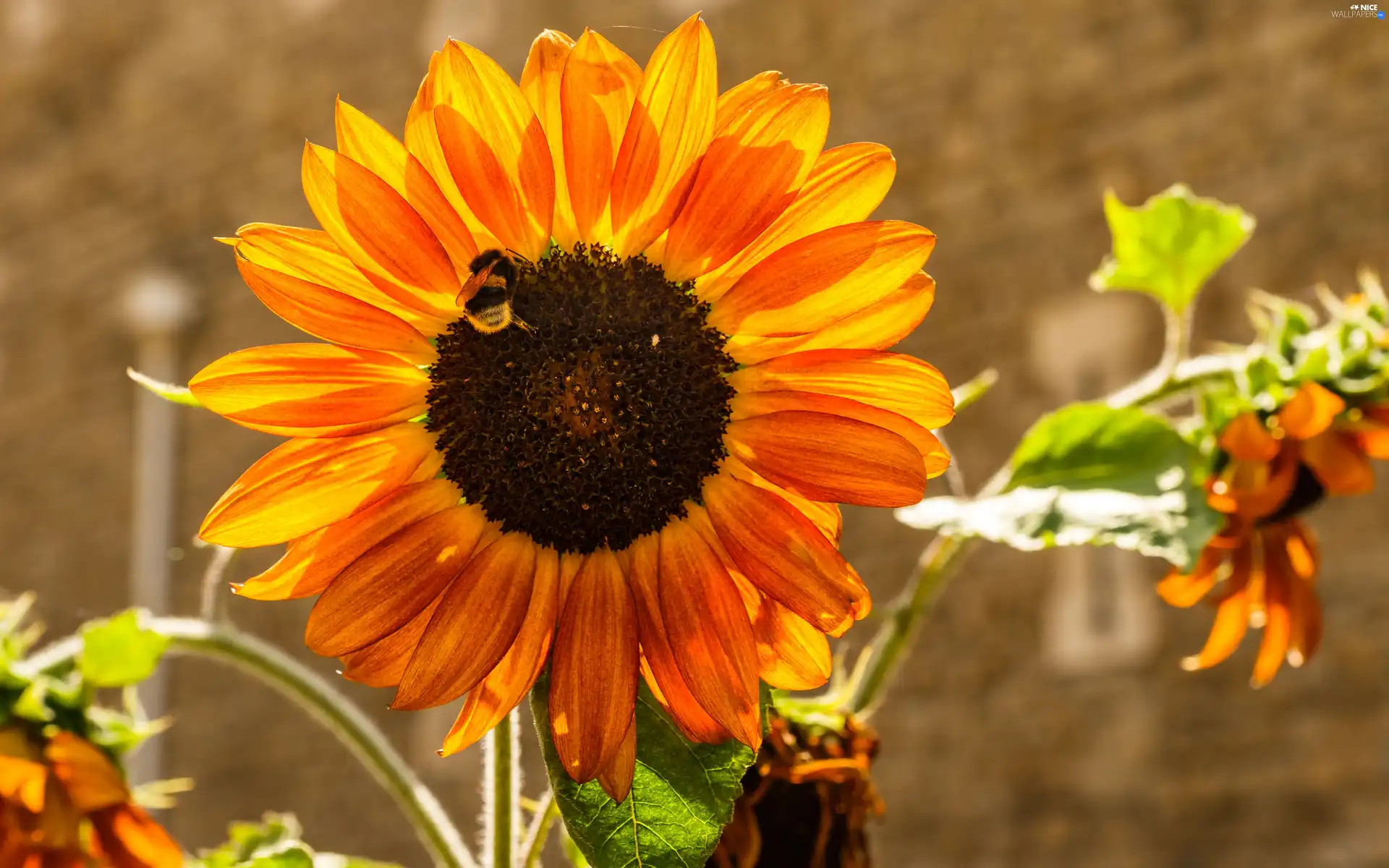 dumbledor, Sunflower, Colourfull Flowers