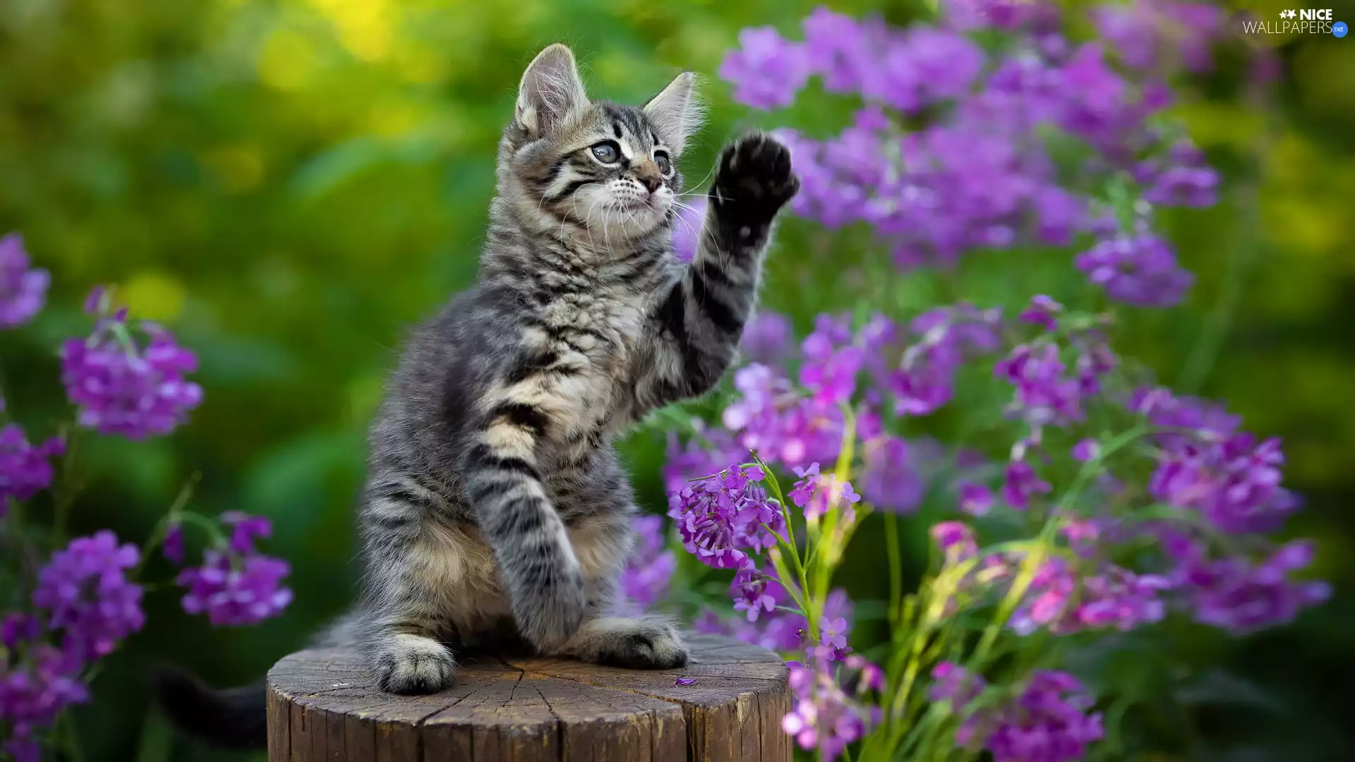 kitten, small, purple, Flowers, stump, dun