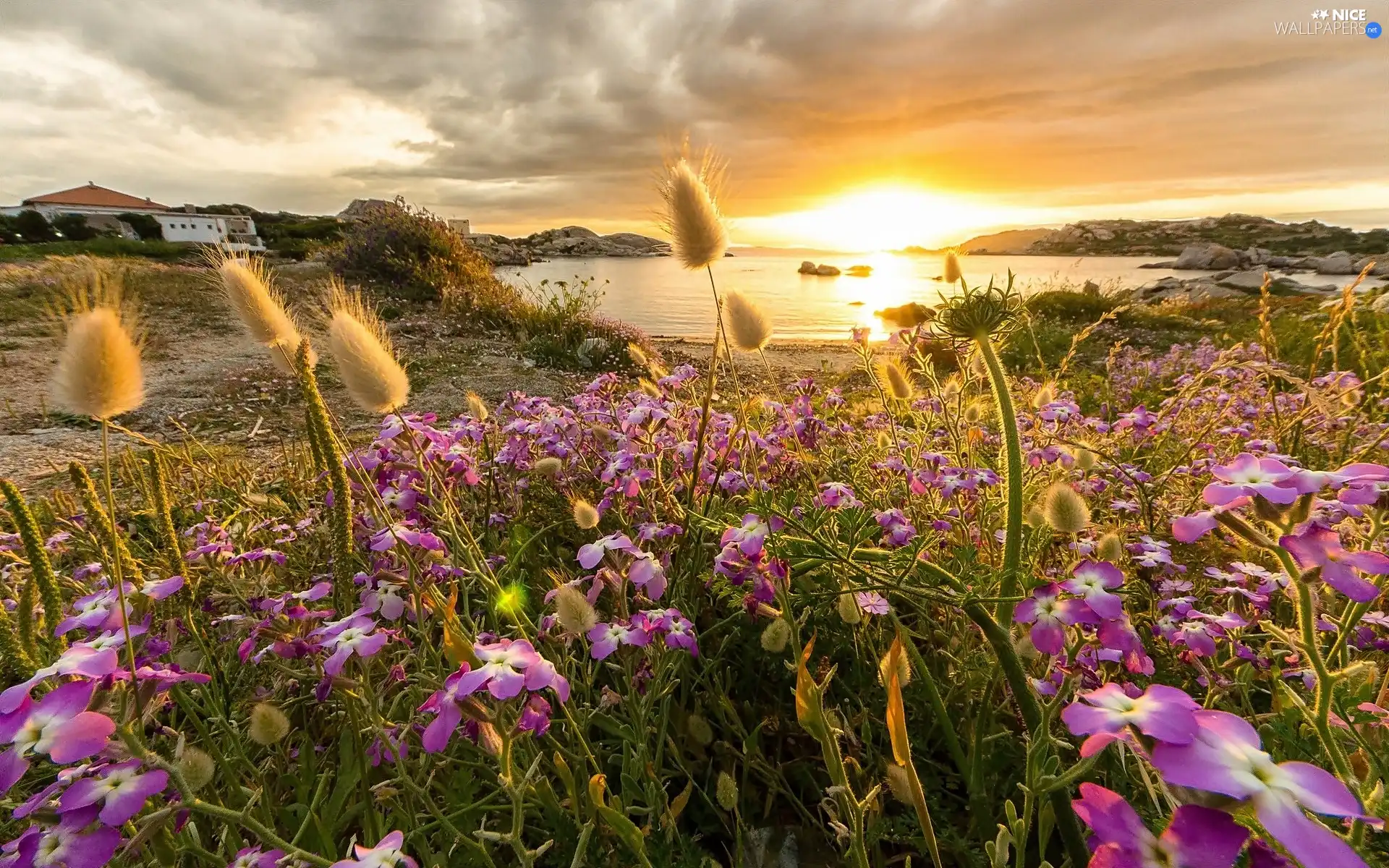 east, Wildflowers, Flowers, sun