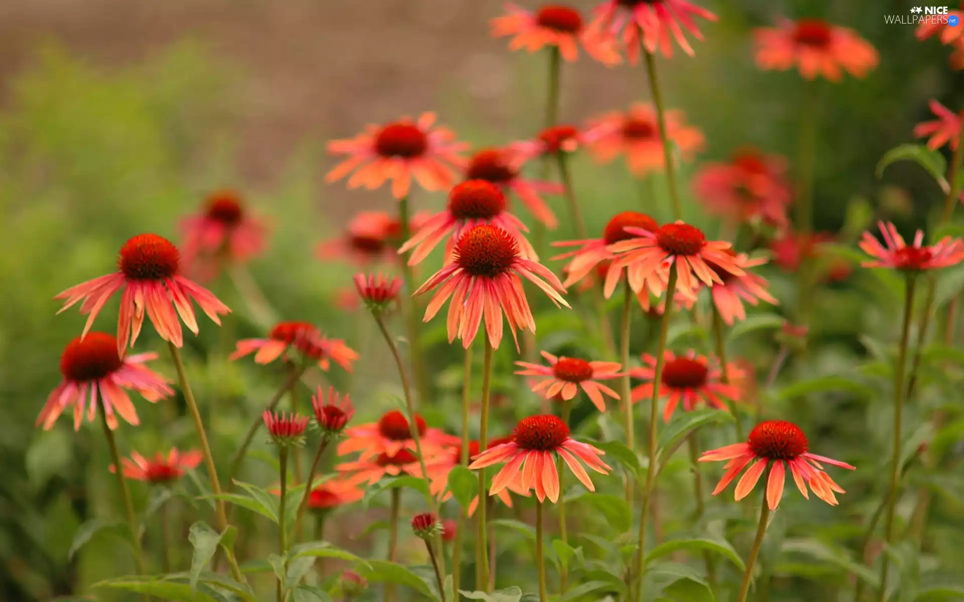 Flowers, echinacea