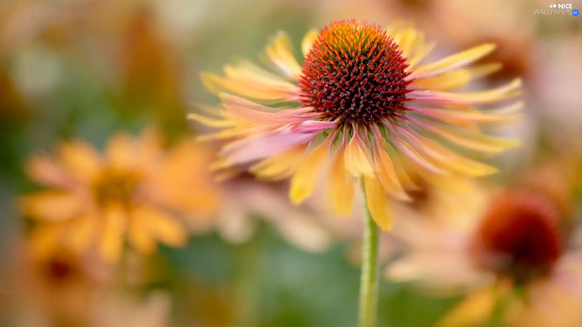 echinacea, Close, Colourfull Flowers