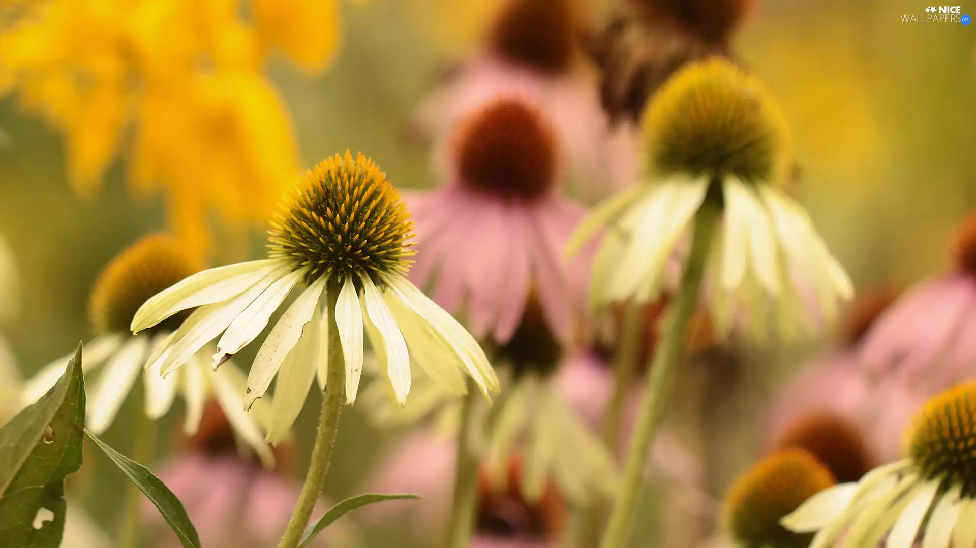 Flowers, White, echinacea