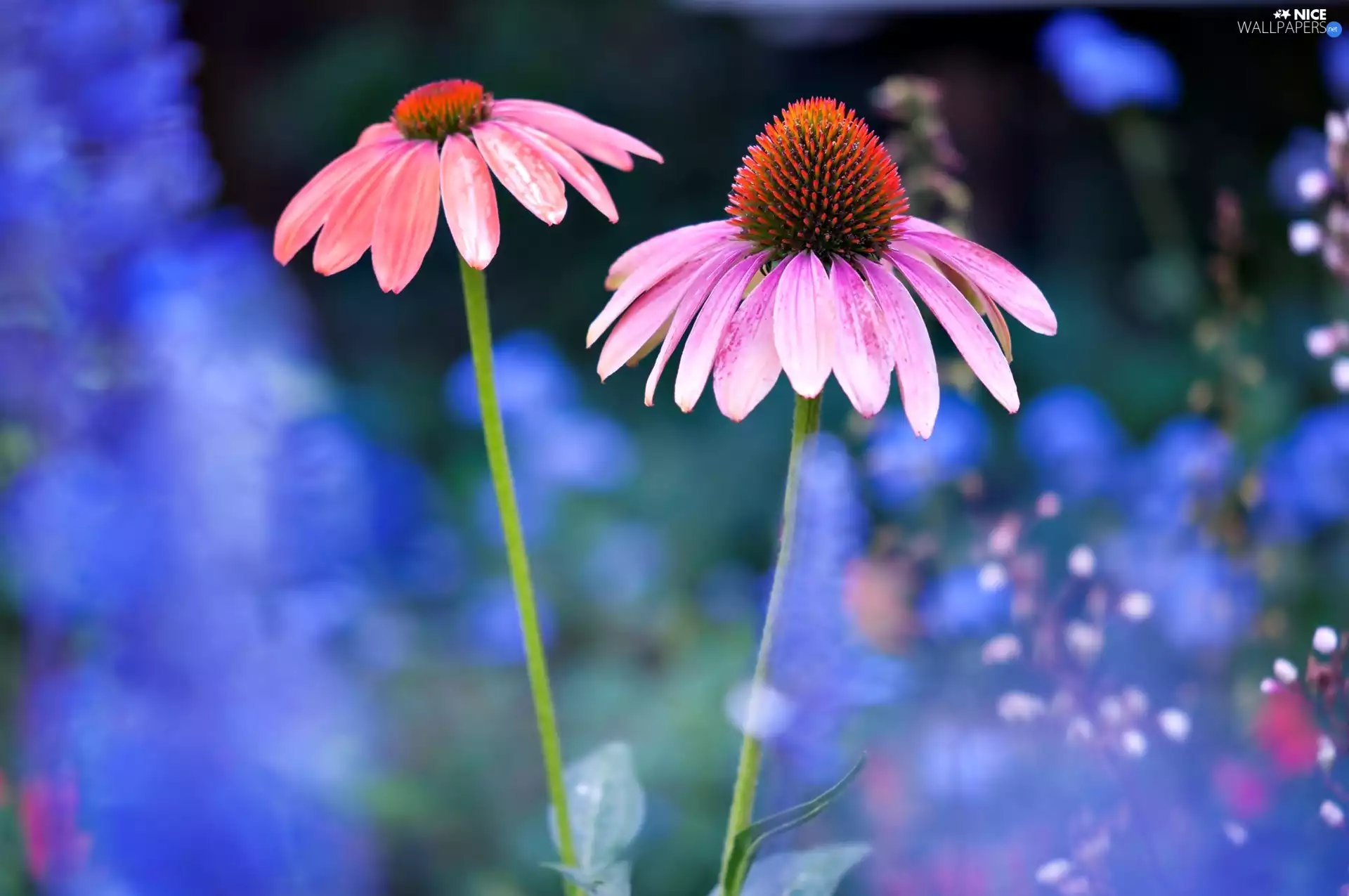 Flowers, echinacea