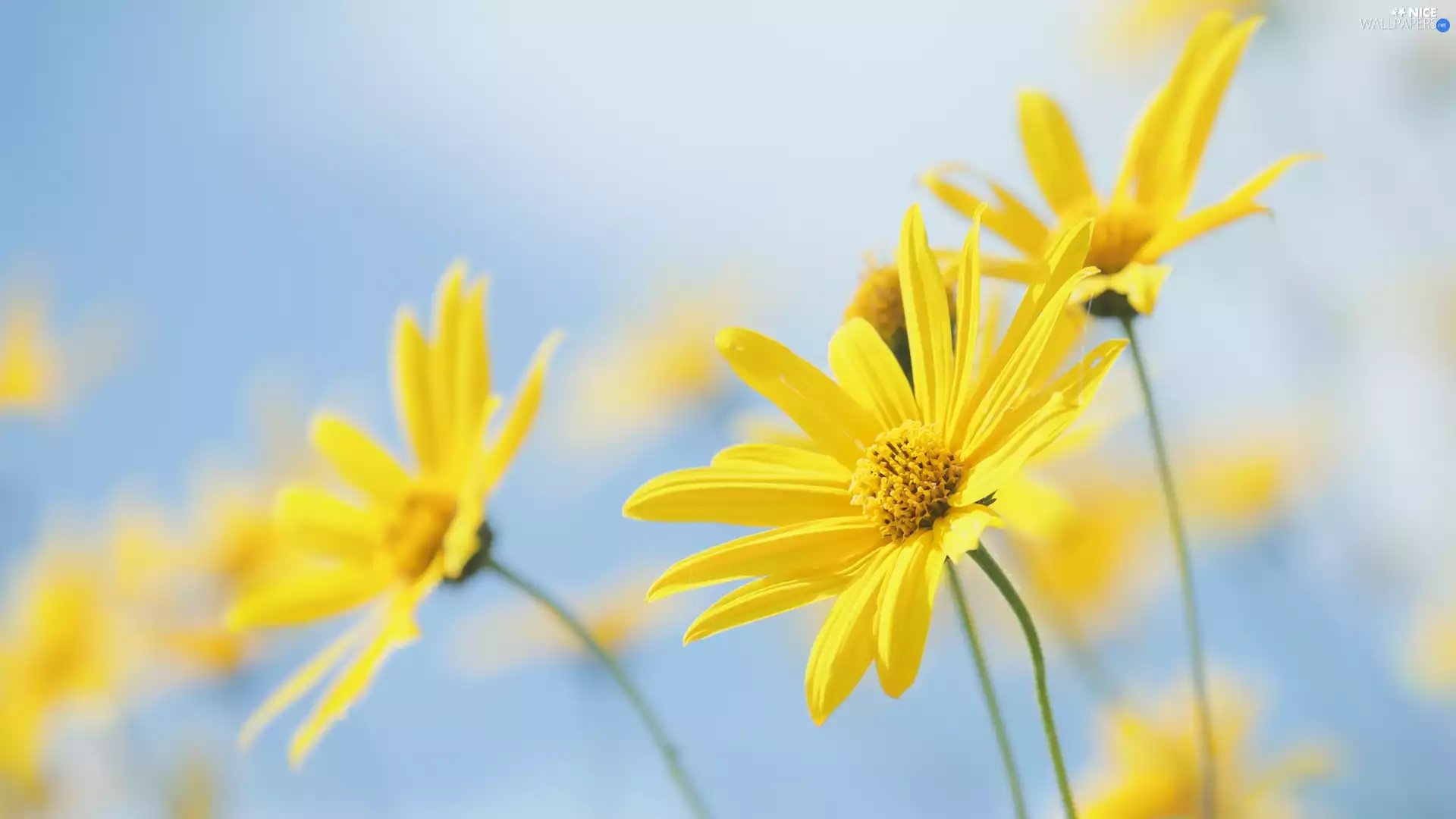 Euryops pectinatus, Yellow, Flowers