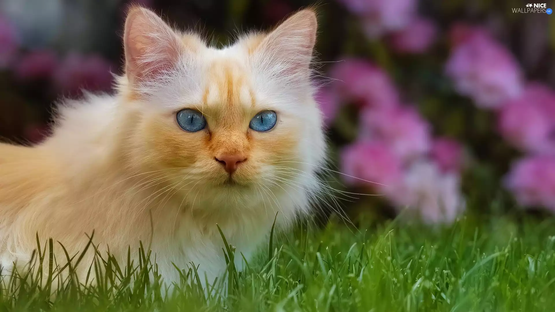 cat, Blue Eyed, Flowers, Pink, grass, Longhaired