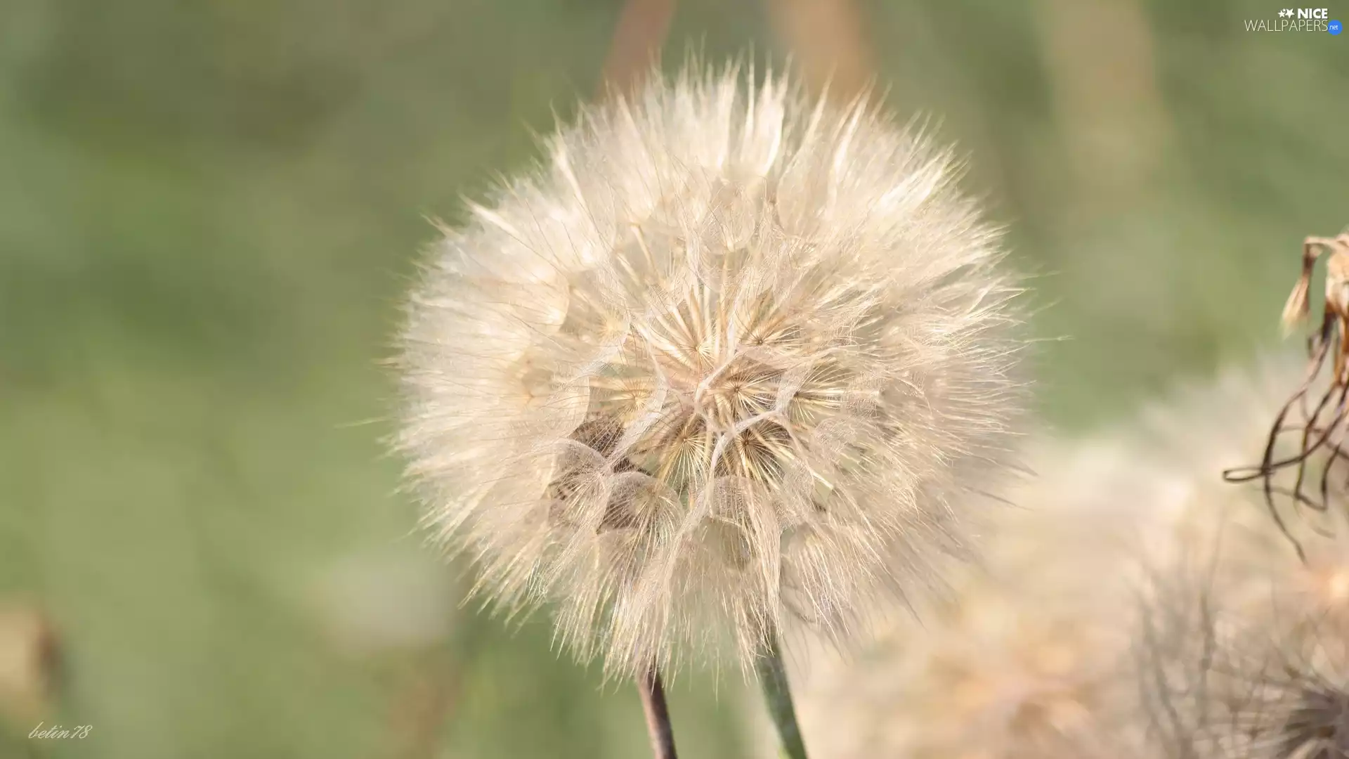 Colourfull Flowers, field, summer, salsify