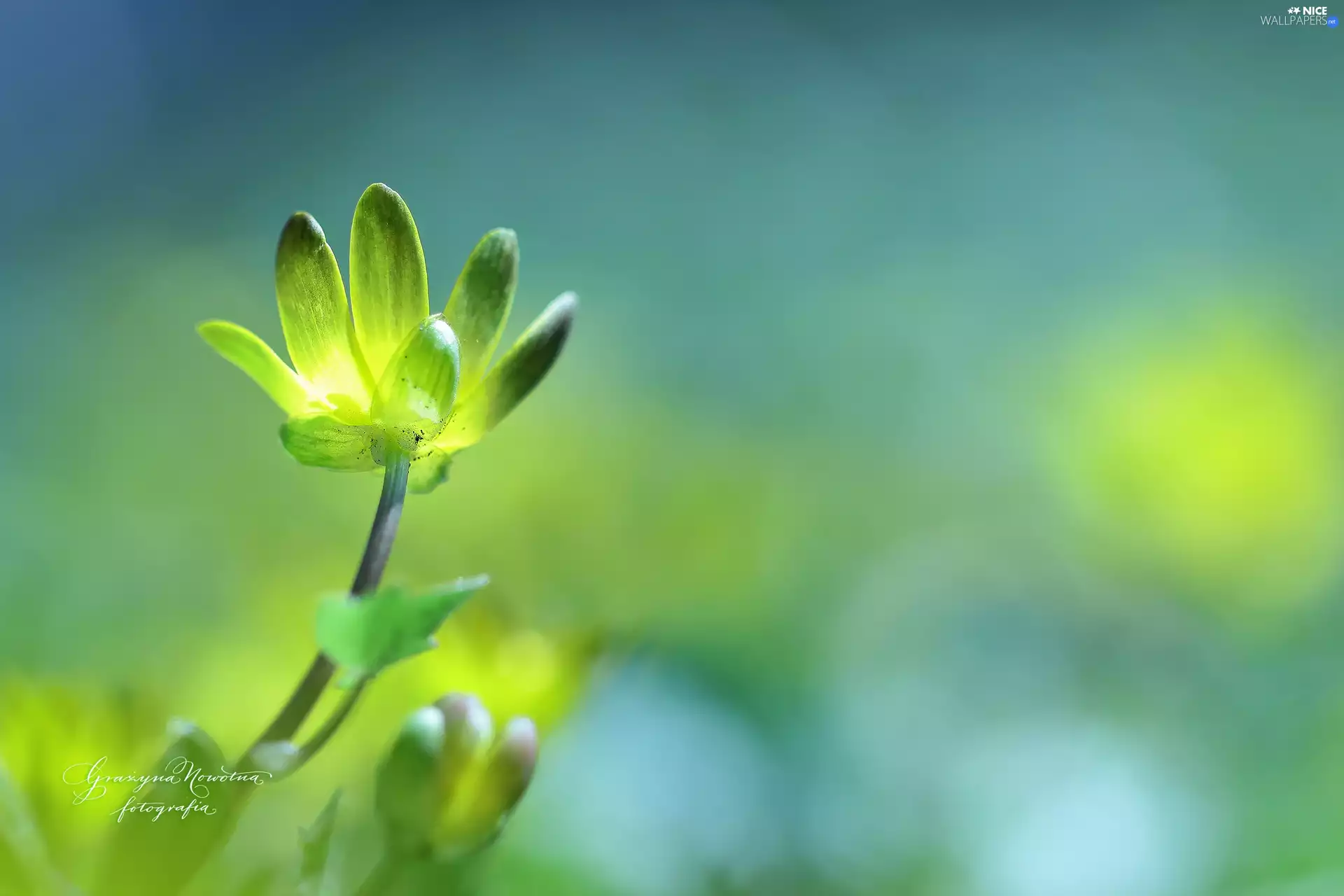 Colourfull Flowers, fig buttercup, Yellow
