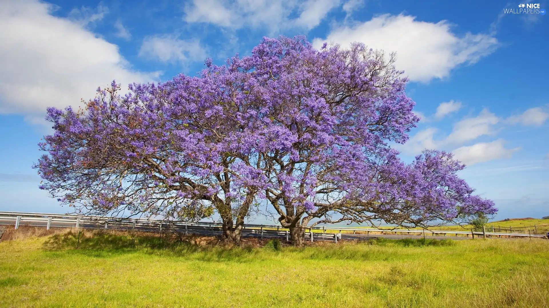 flourishing, purple, Flowers, trees