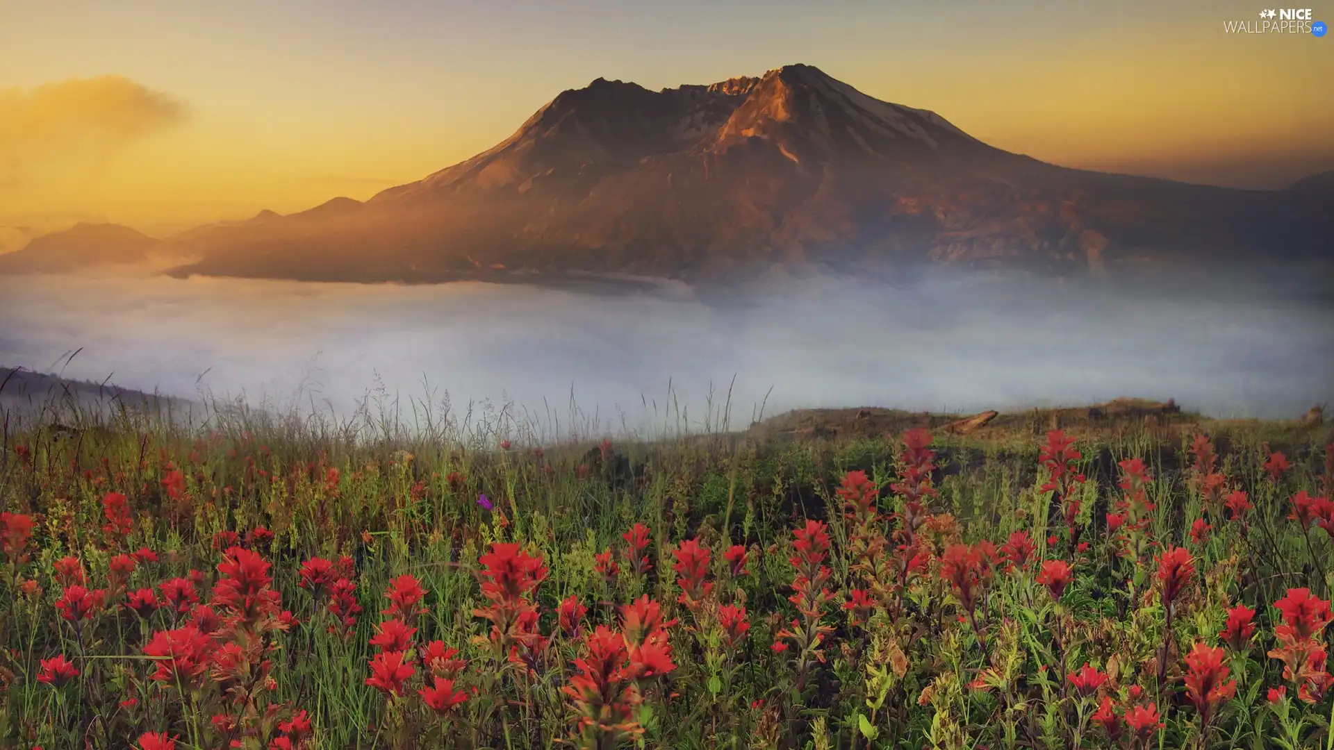 Flowers, mountains, Fog