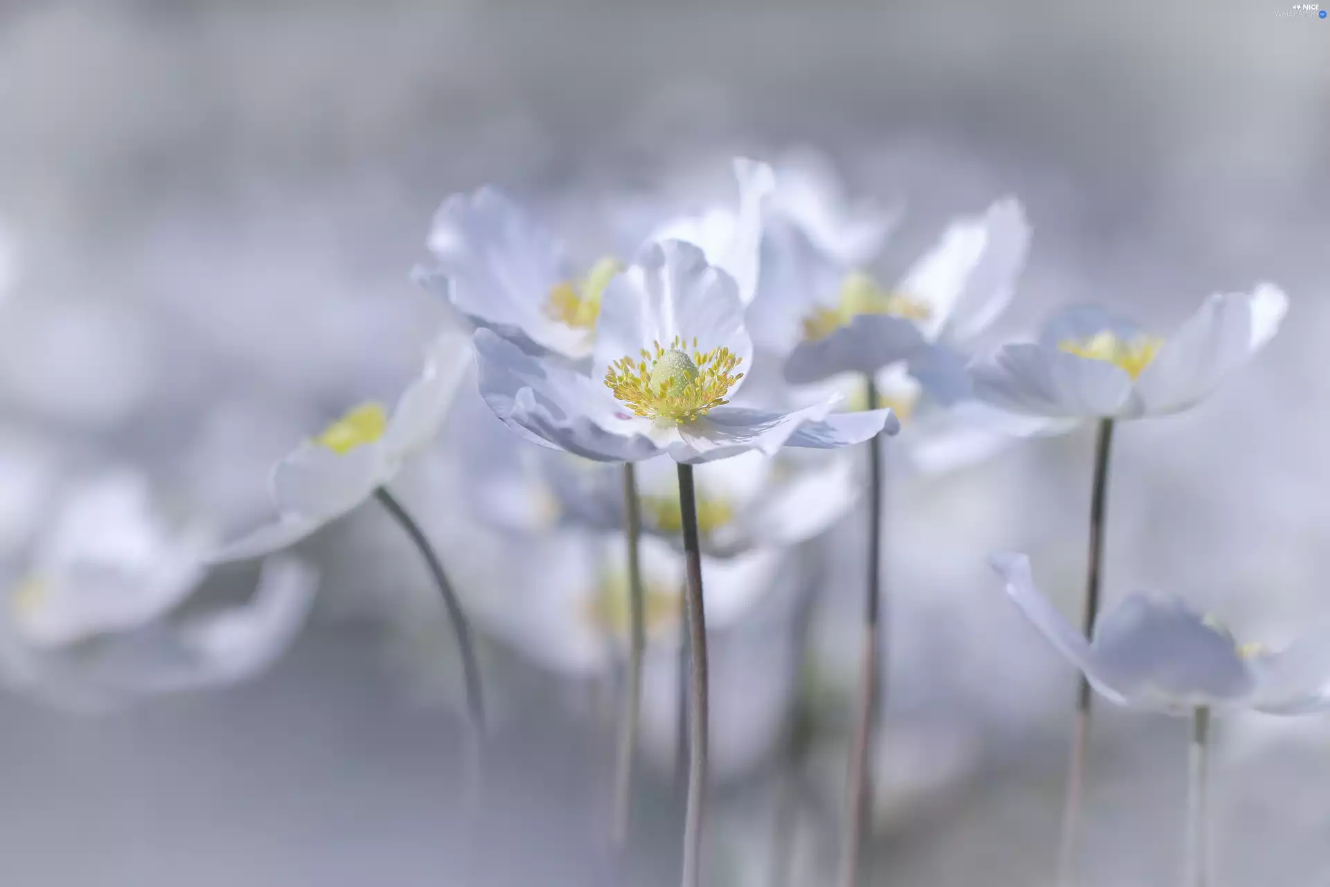 White, Flowers, forest, Grandiflorus, anemone