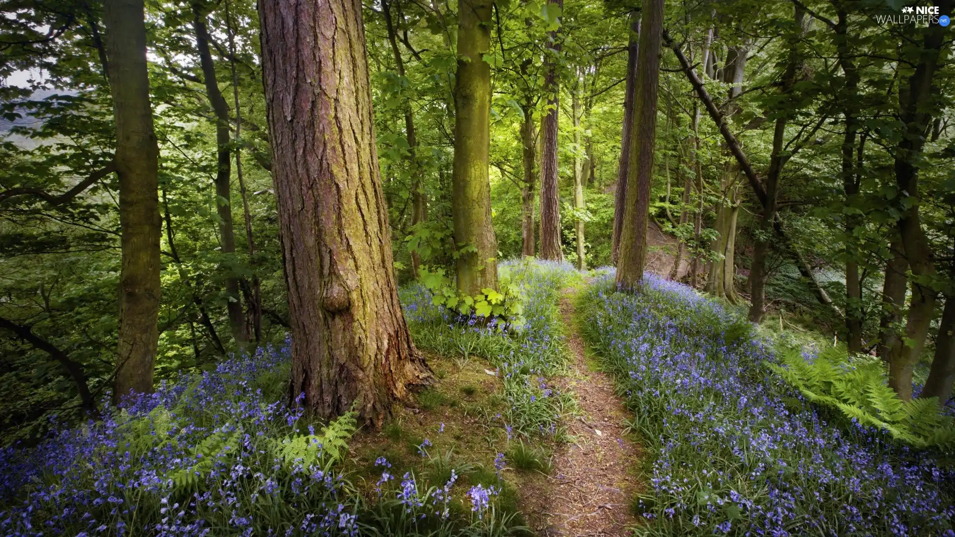 Flowers, Path, forest