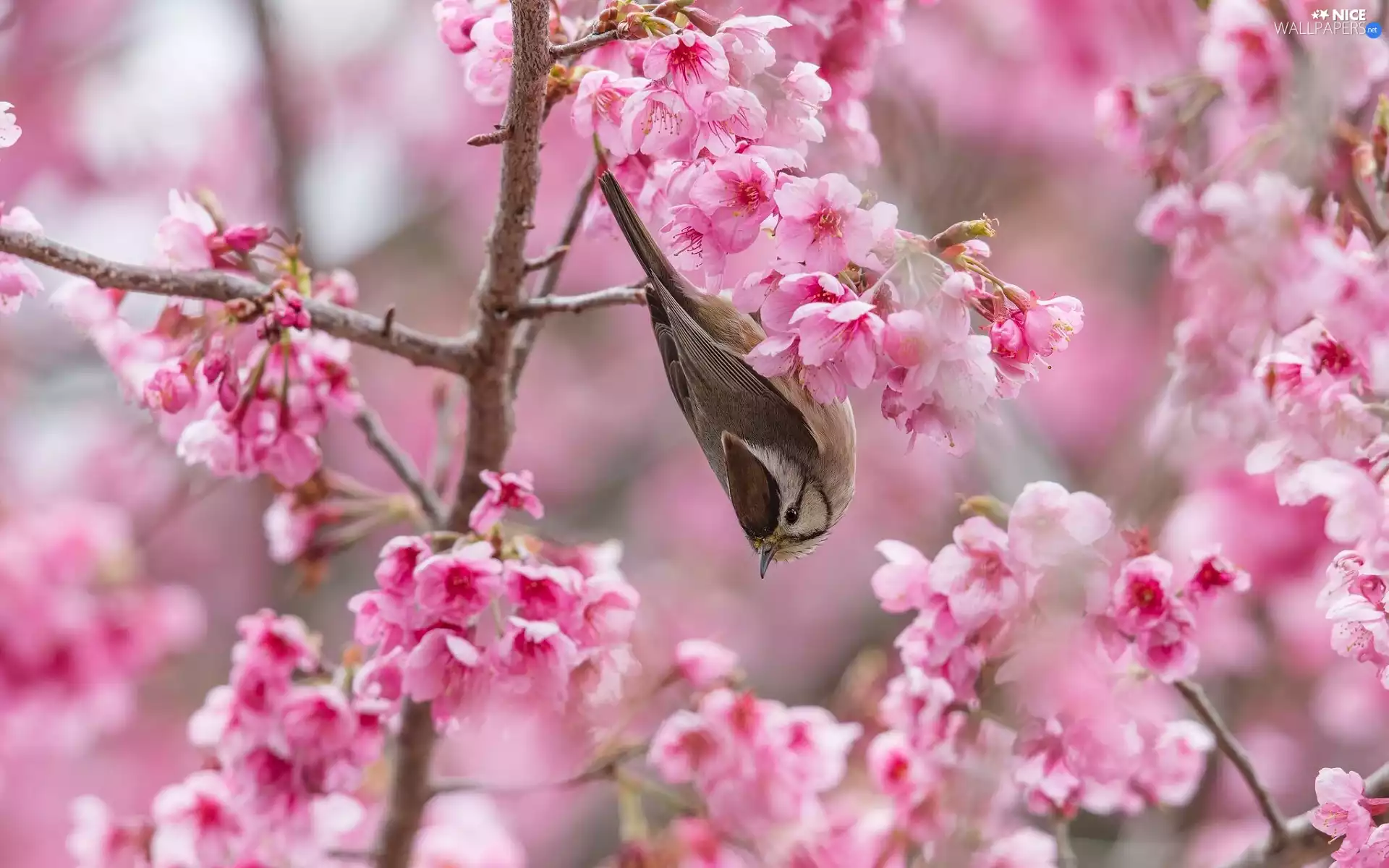 Flowers, branch pics, Japanese Cherry, Bird, Fruit Tree, Pink