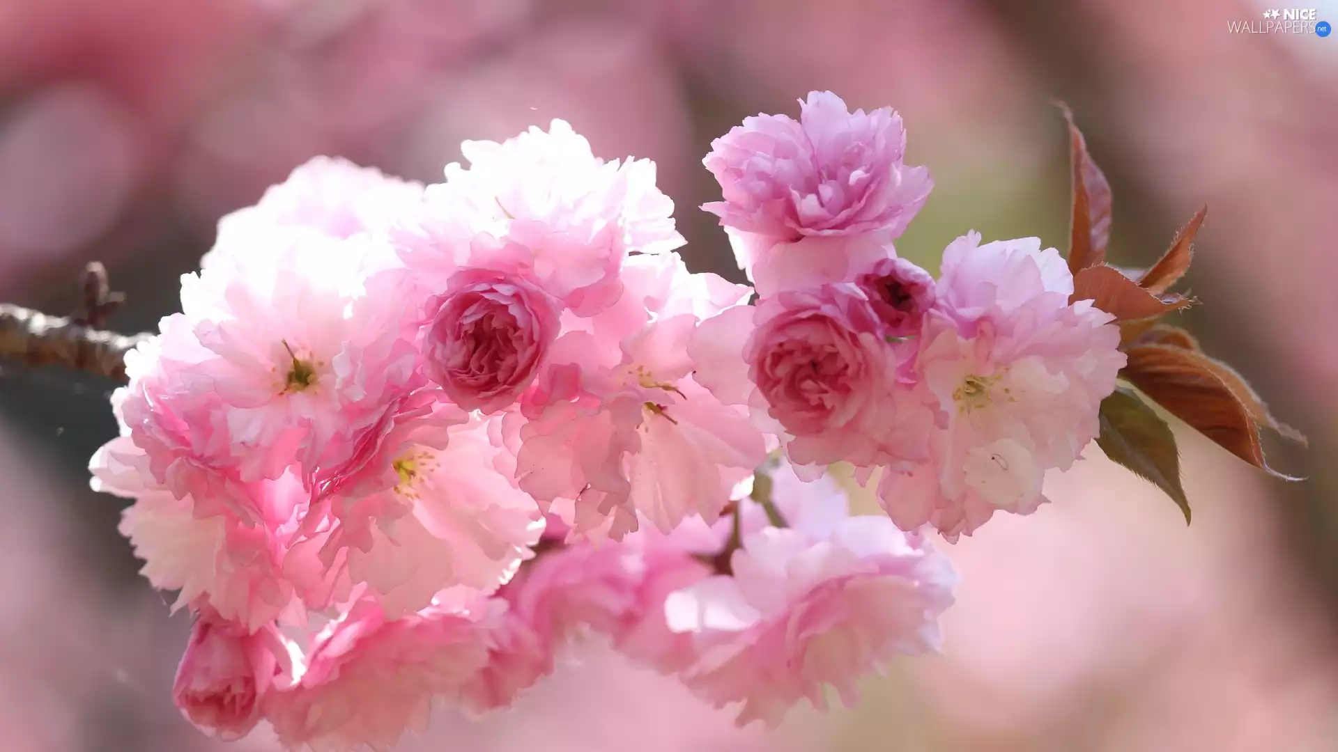 branch, Flowers, Fruit Tree, cherry