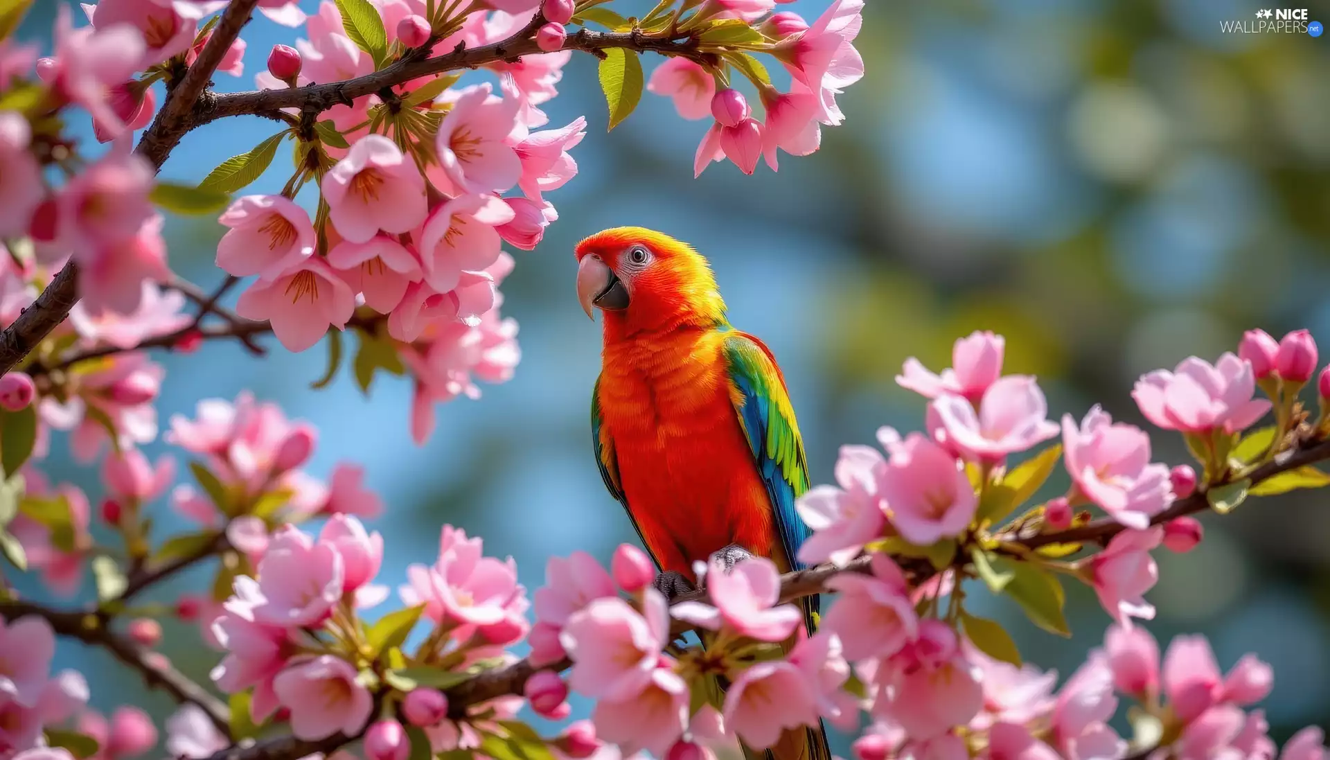 Coloured, Flowers, Fruit Tree, parrot
