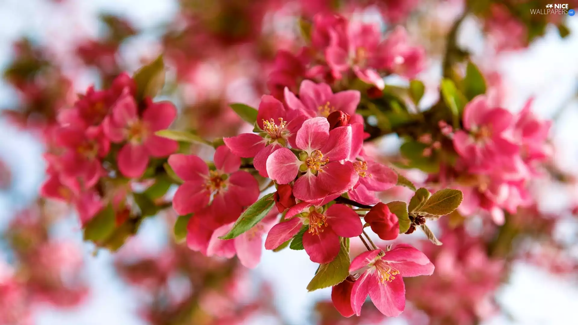 Fruit Tree, Red, Flowers